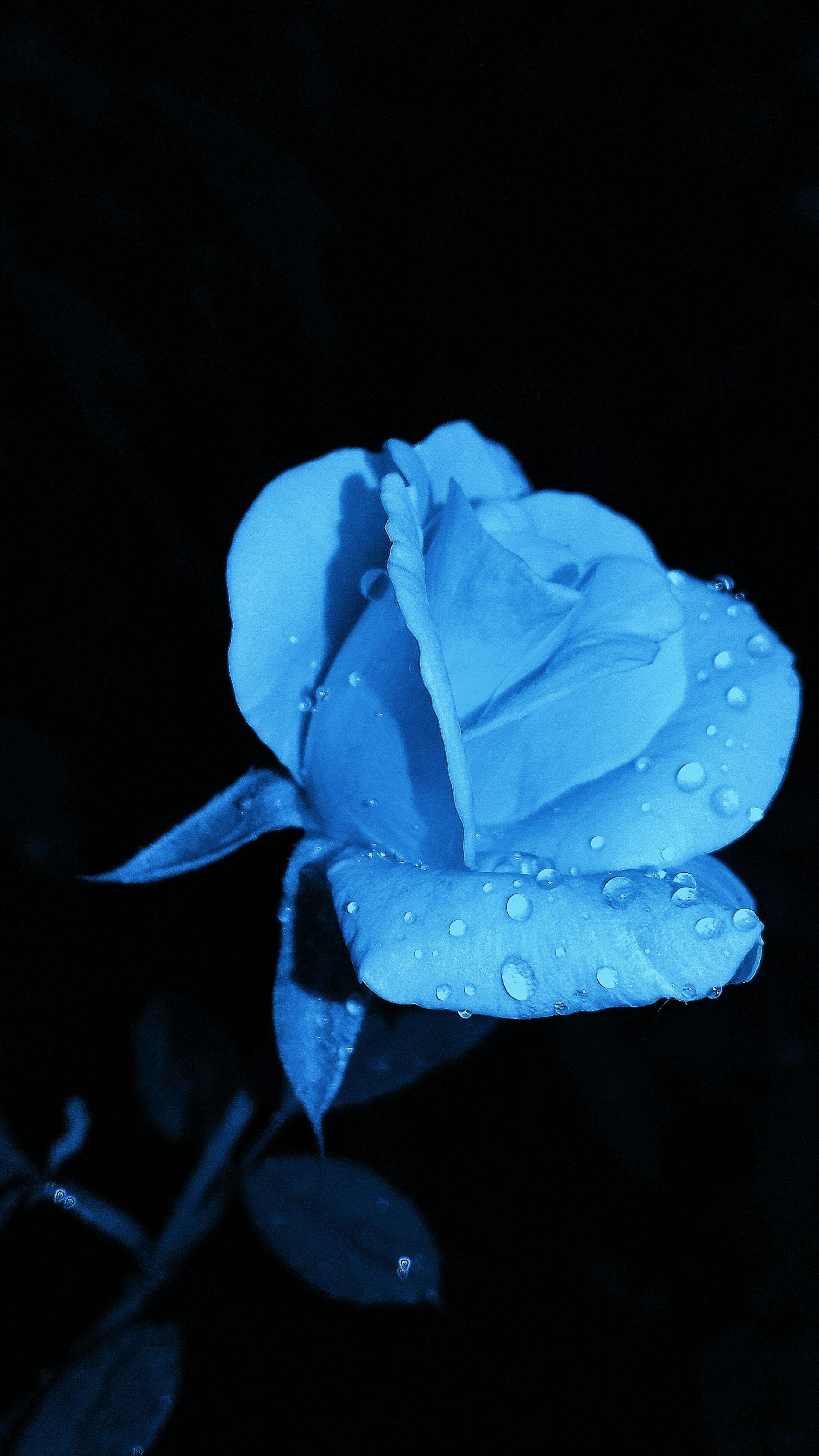 3000x5333 Navy Blue Rose Wallpaper