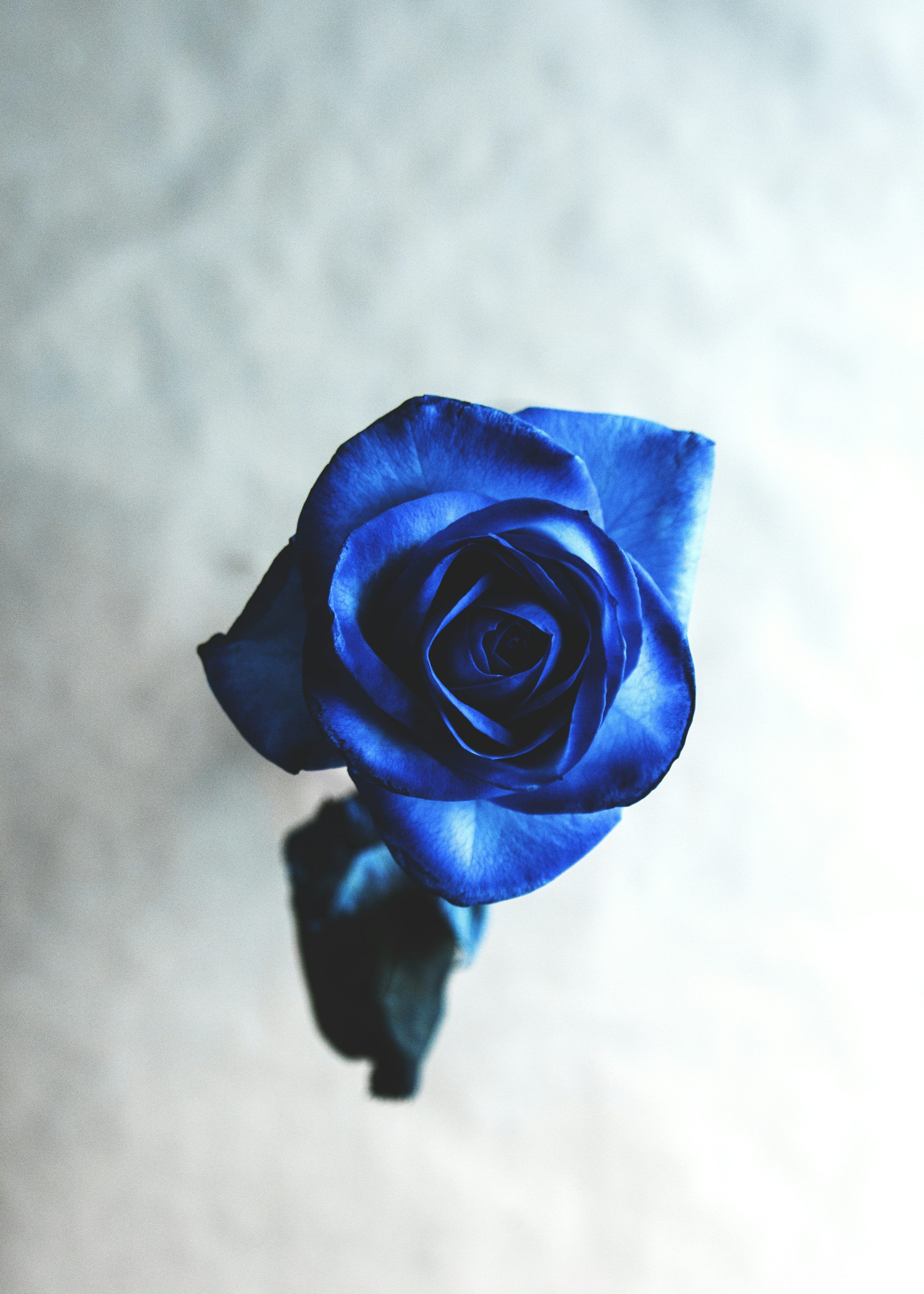 3000x4200 Blue Rose Picture. Download Free Image