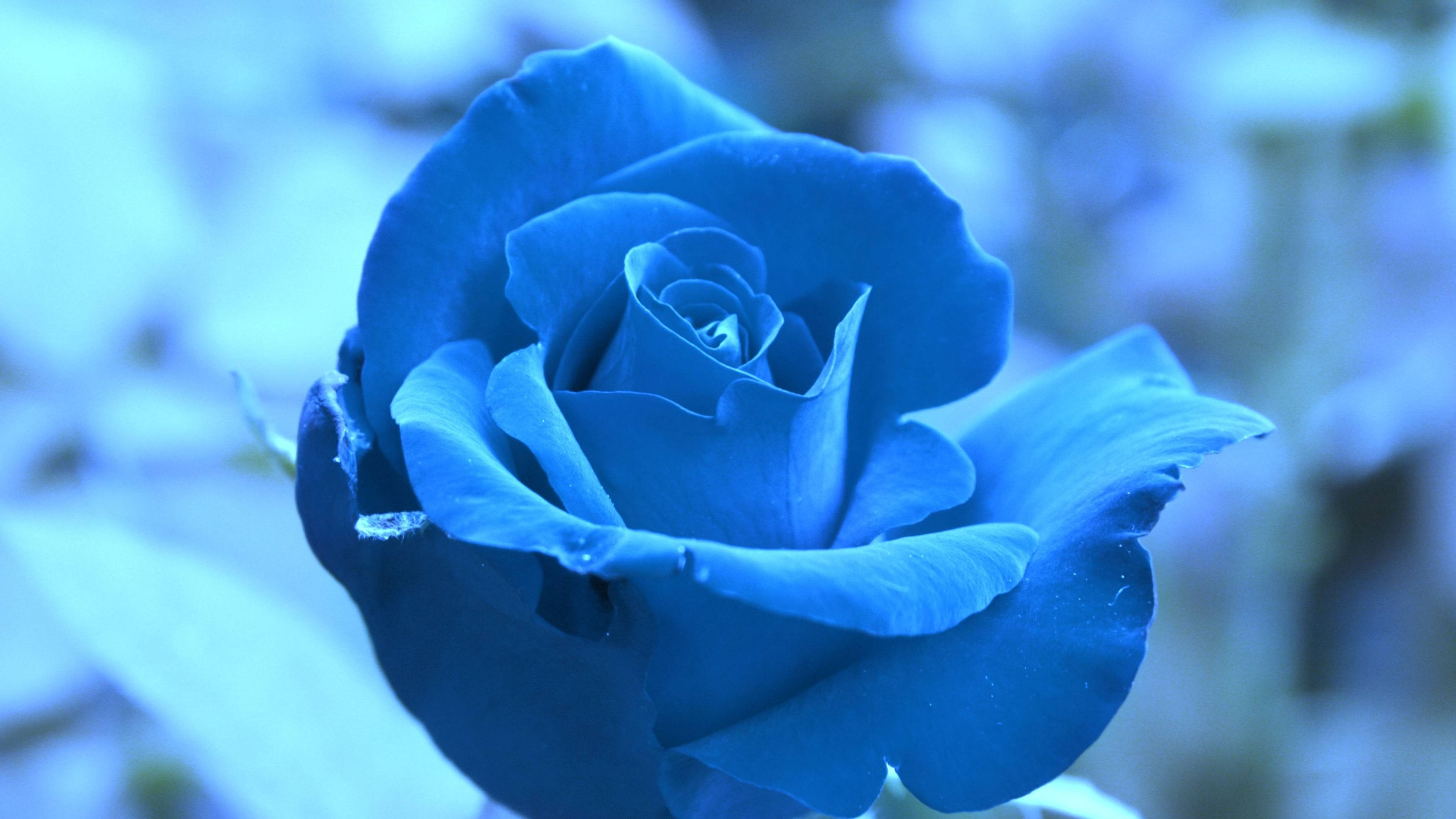 3840x2160 Blue Rose Desktop Widescreen Wallpaper 34459