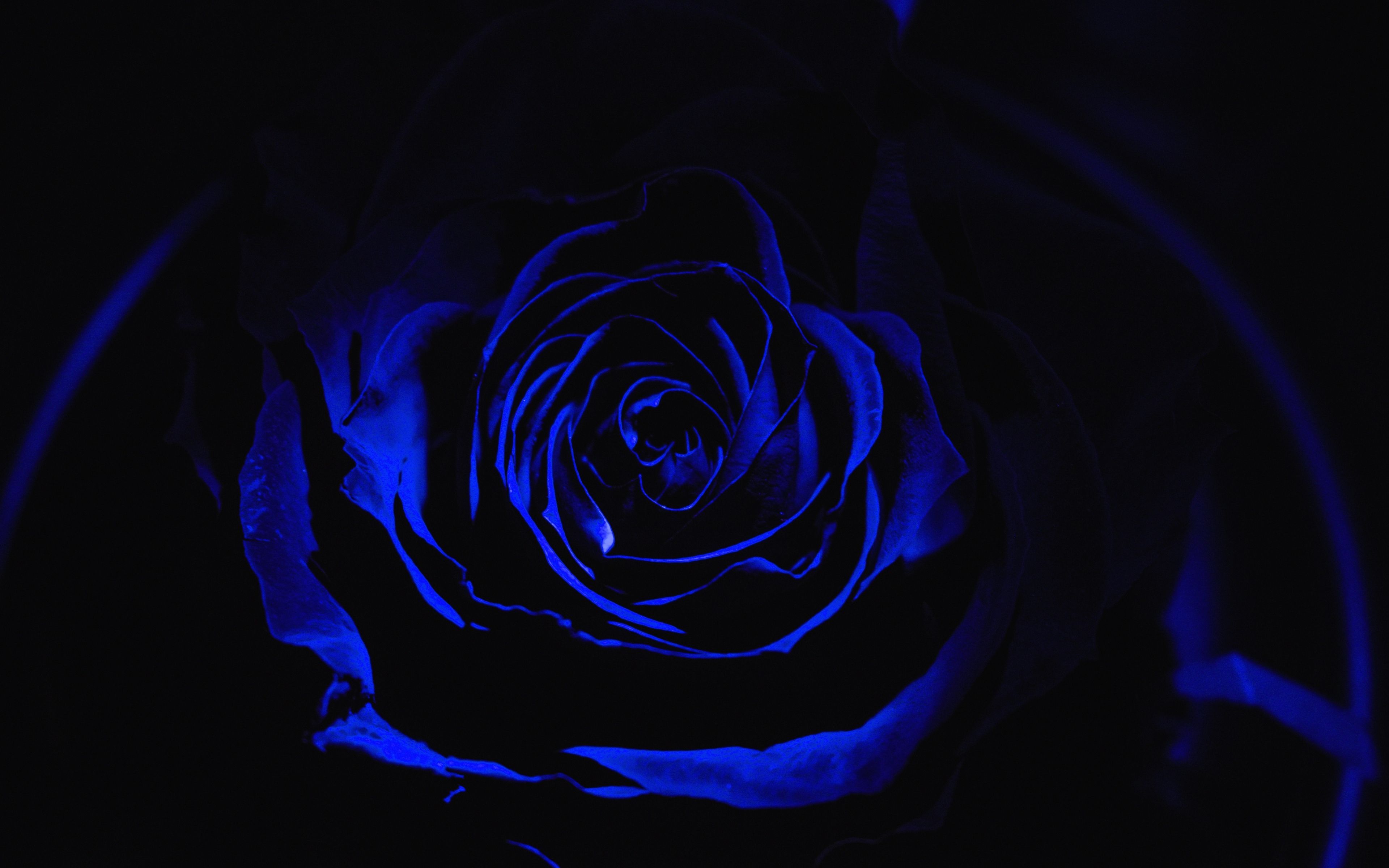 3840x2400 Blue Rose 4k HD Wallpaper