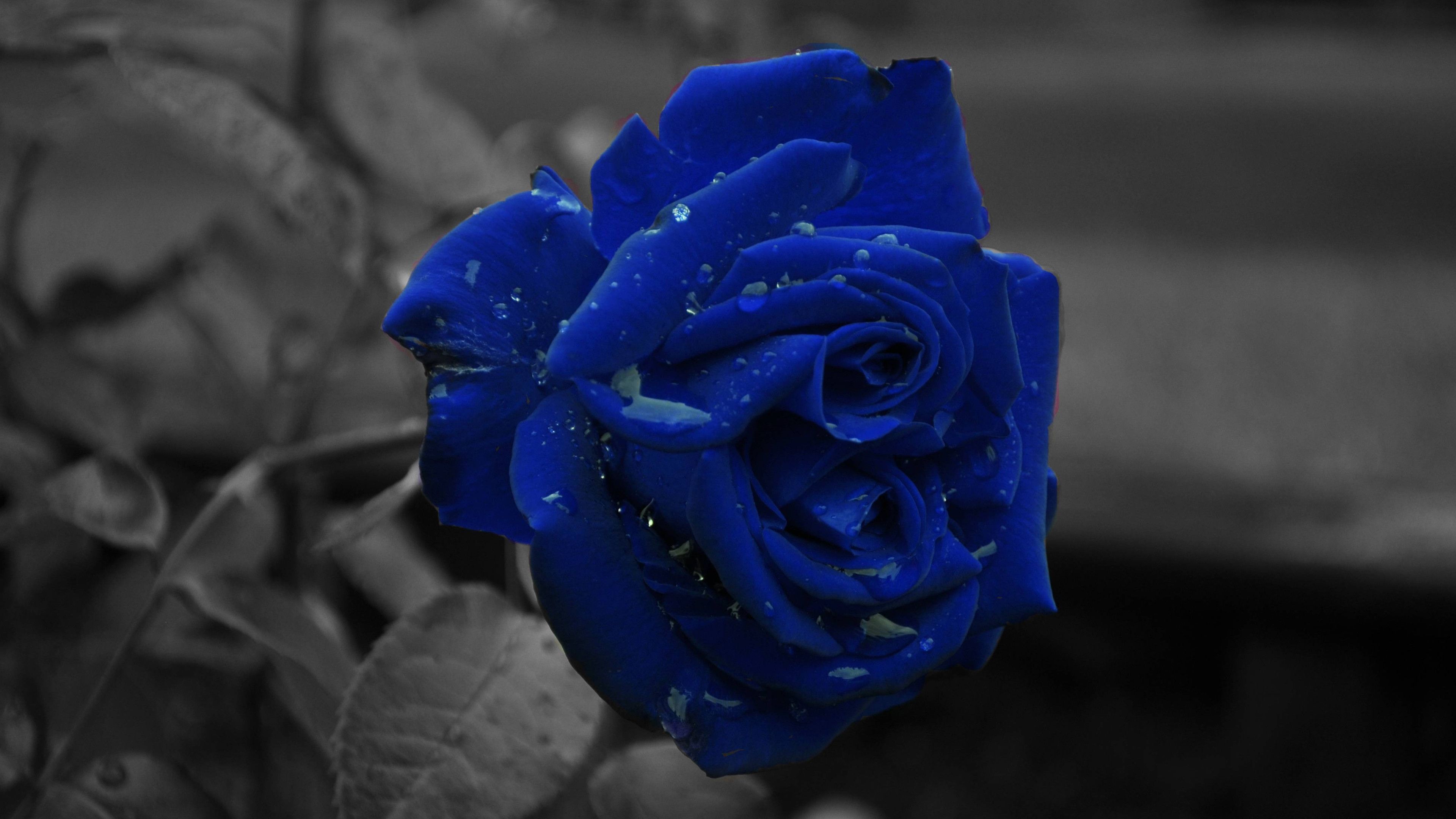 3840x2160 Blue Rose Wallpaper Full HD 34468