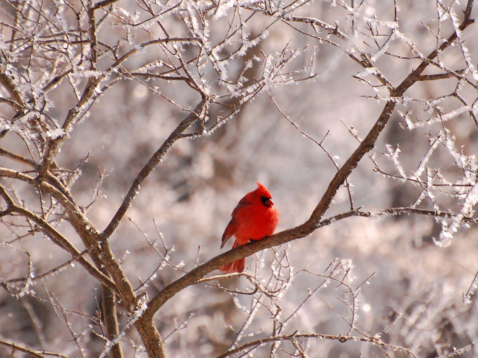 1600x1200 Free Winter Bird Wallpaper .