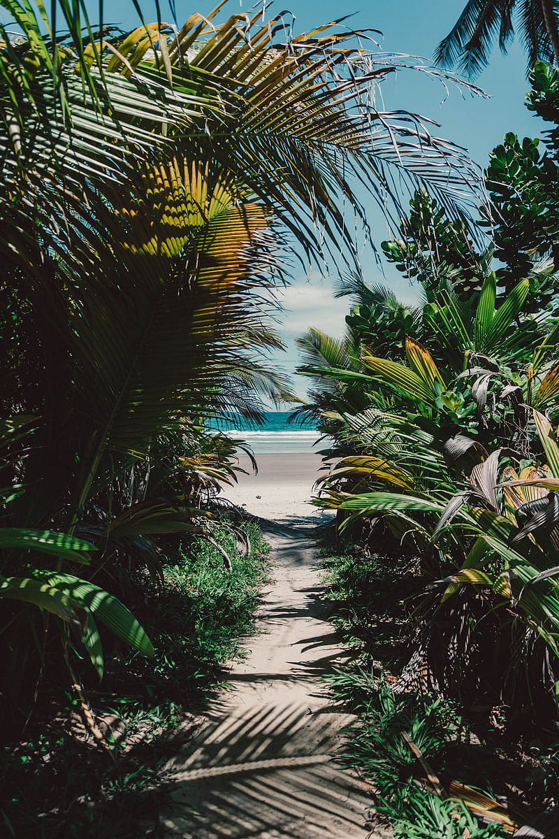 800x1200 Island, tropical, palm trees, beach, sand, thicket, HD phone wallpaper