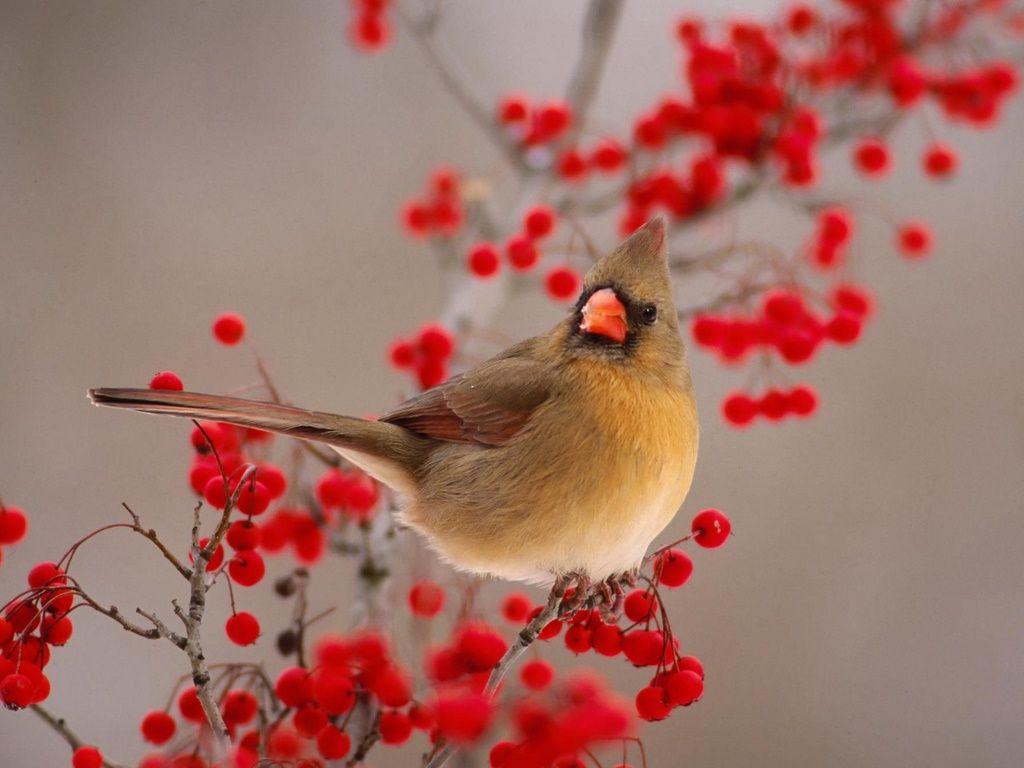 1024x768 Free Desktop Wallpaper Winter Birds