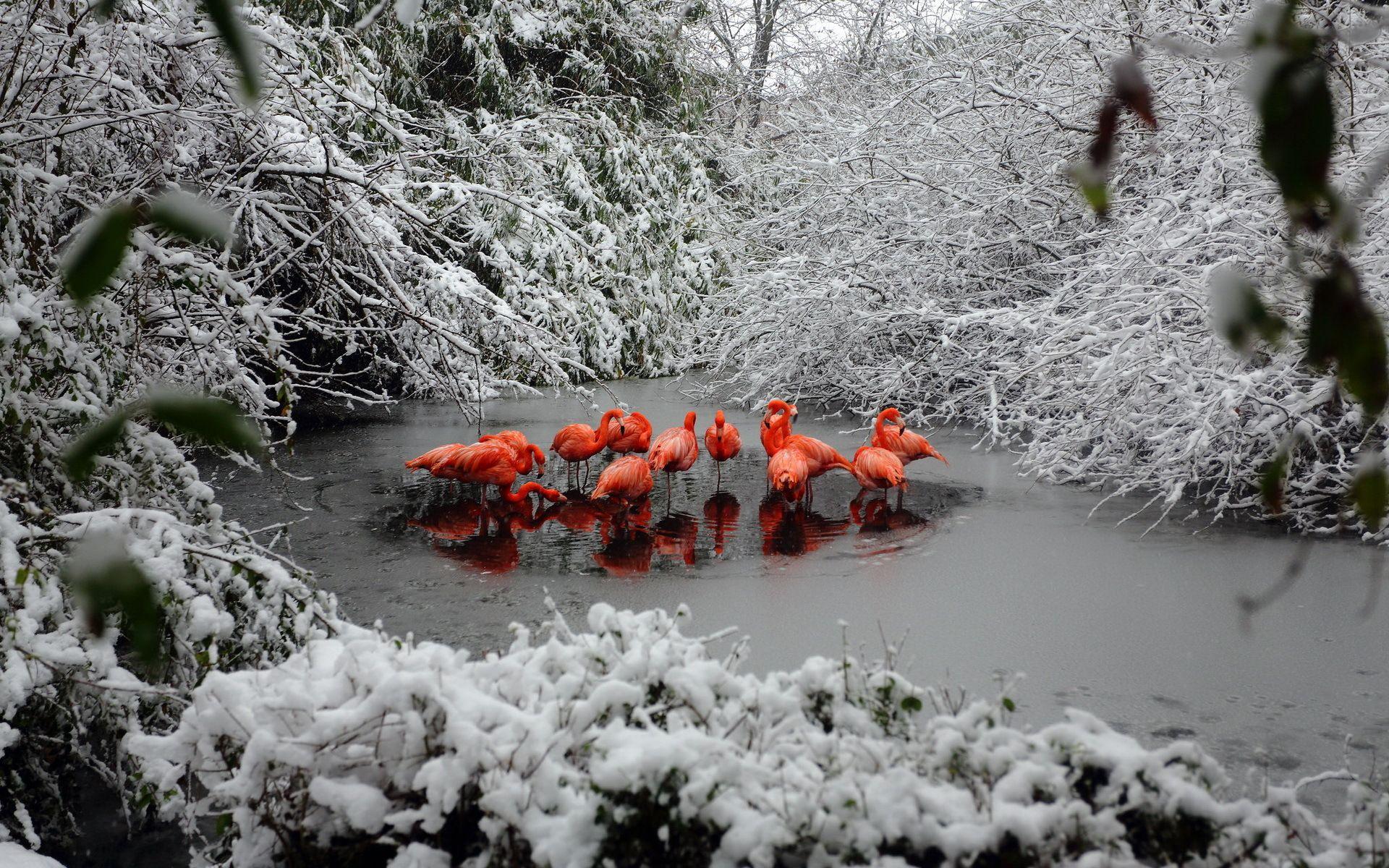 1920x1200 Download Winter Birds Wallpaper