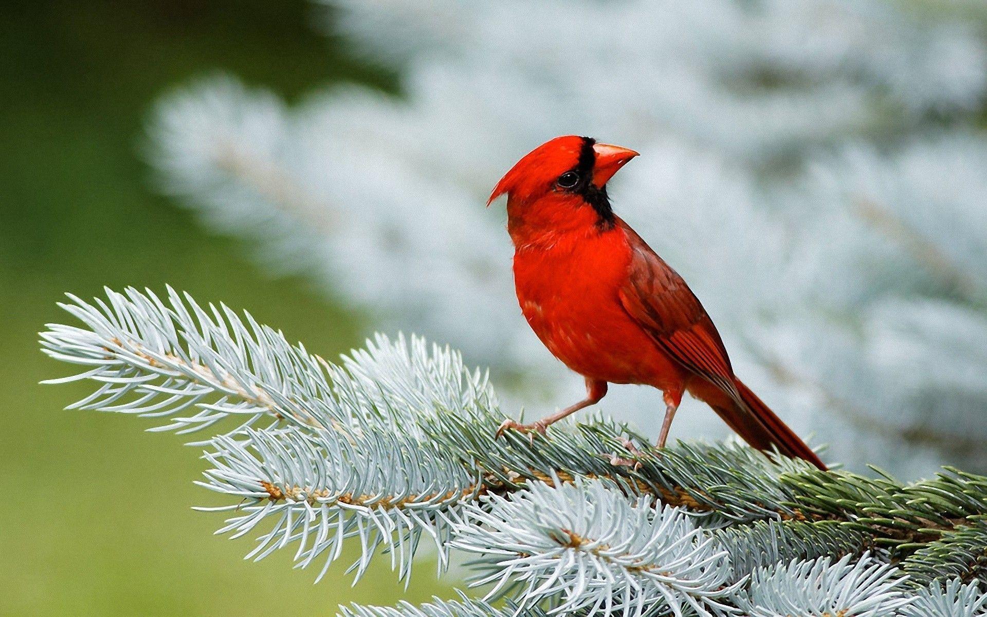 1920x1200 Winter Birds Desktop Wallpaper. Winter Bird Photo
