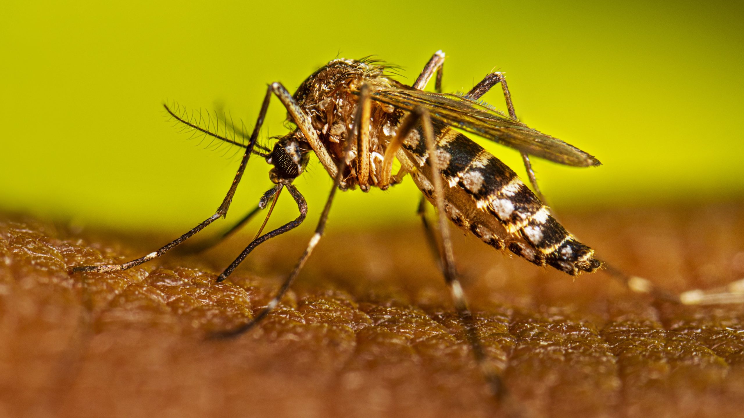 2560x1440 How Dengue Spreads