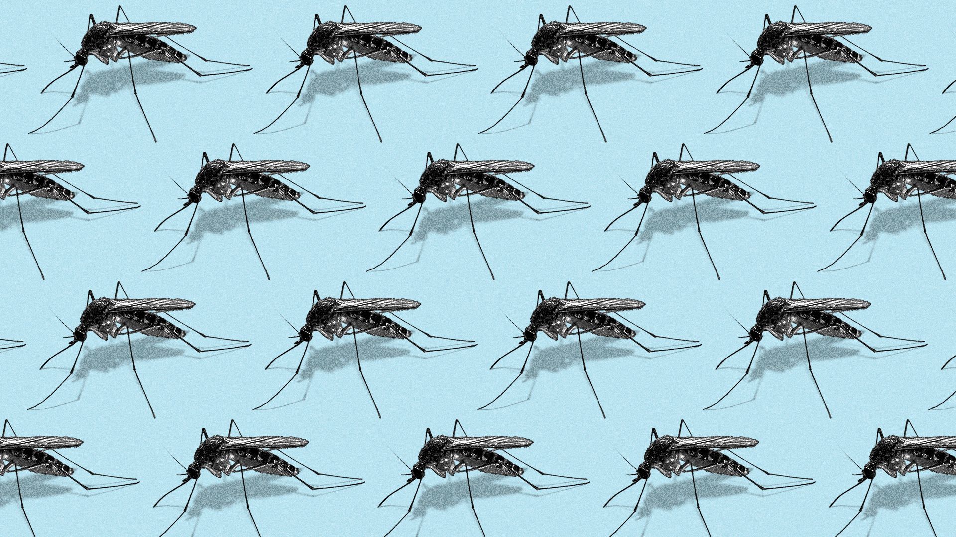 1920x1080 Dengue fever in Florida: How many cases are in Tampa Bay Tampa Bay