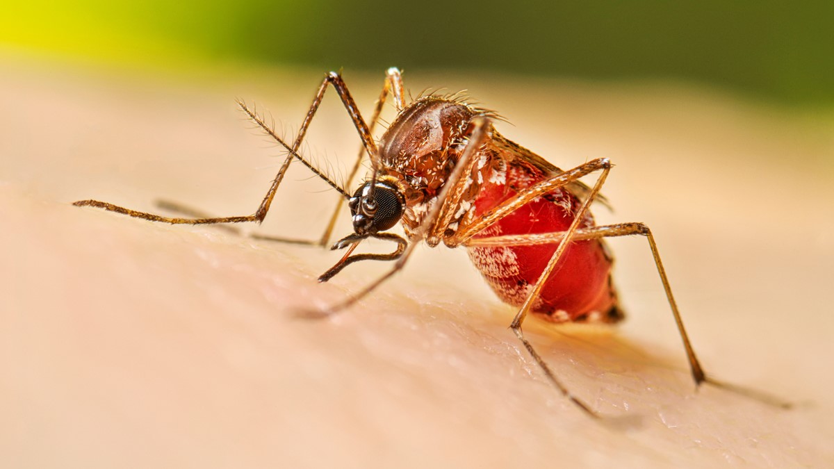 1200x675 Dengue