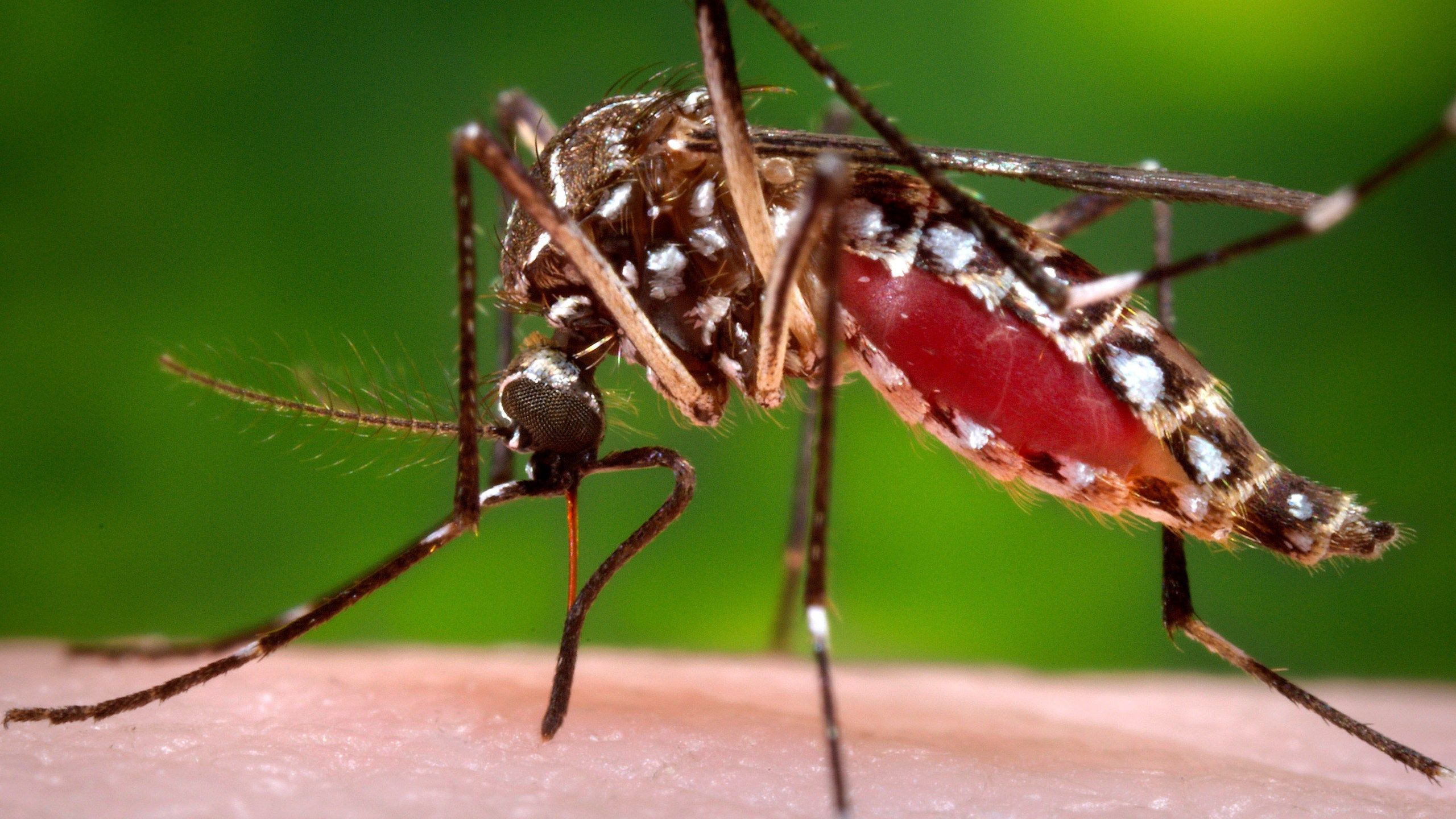 2560x1440 Second Ever Case Of Local Dengue Virus Reported In Southern California