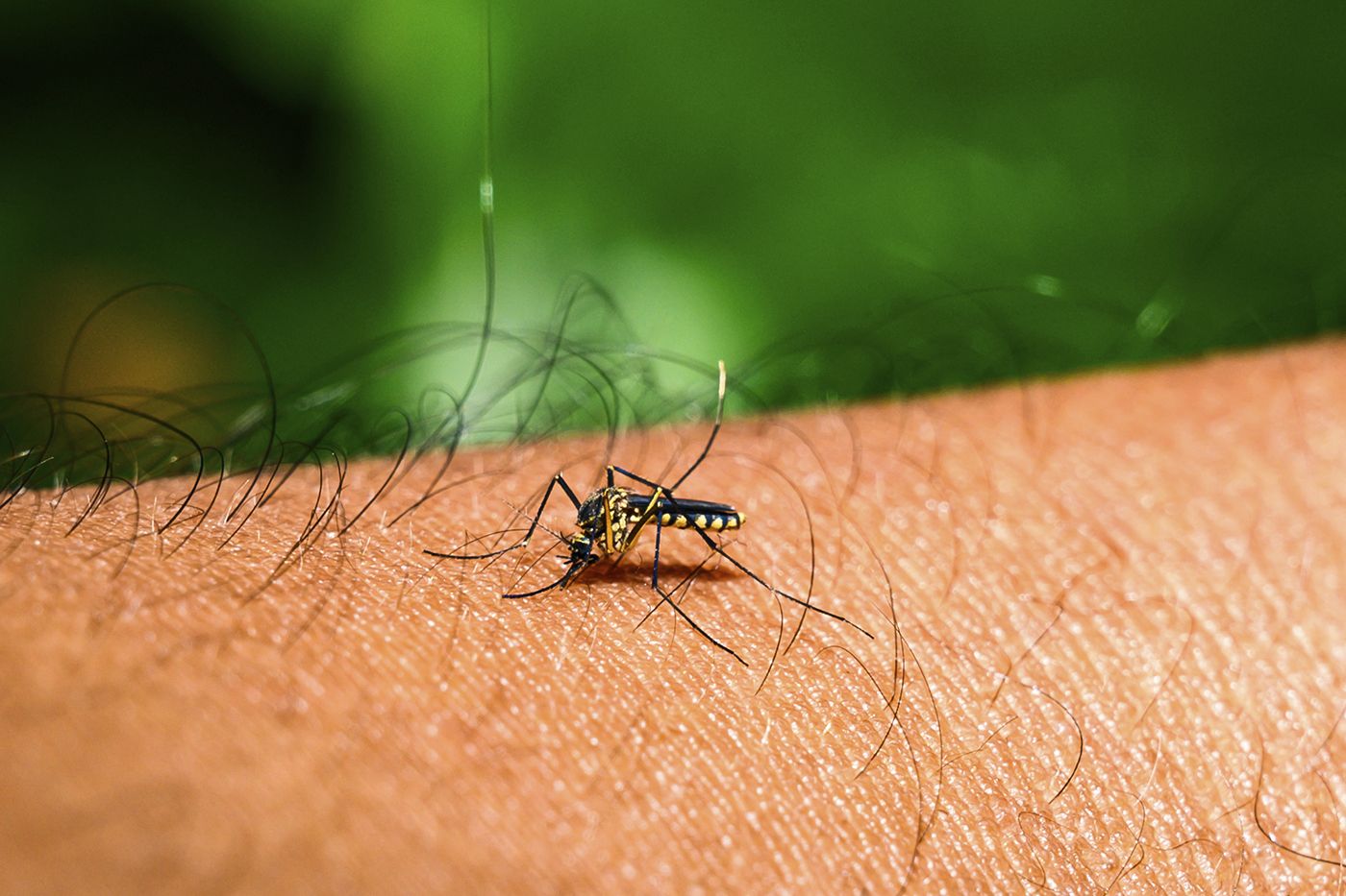 1400x933 Dengue Fever Researcher Talks Florida Outbreak, Health Risks