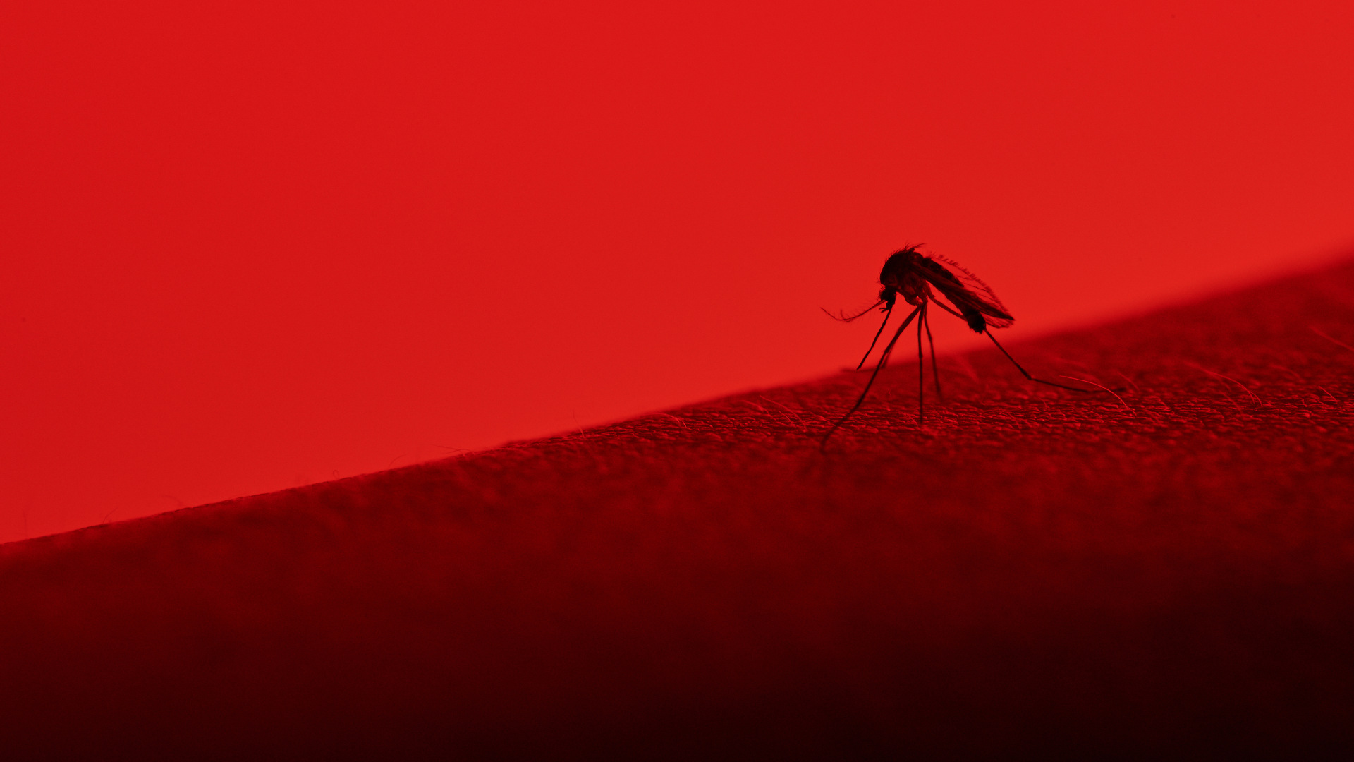 1920x1080 This Invasive Mosquito Is Making the Rockies Its Home