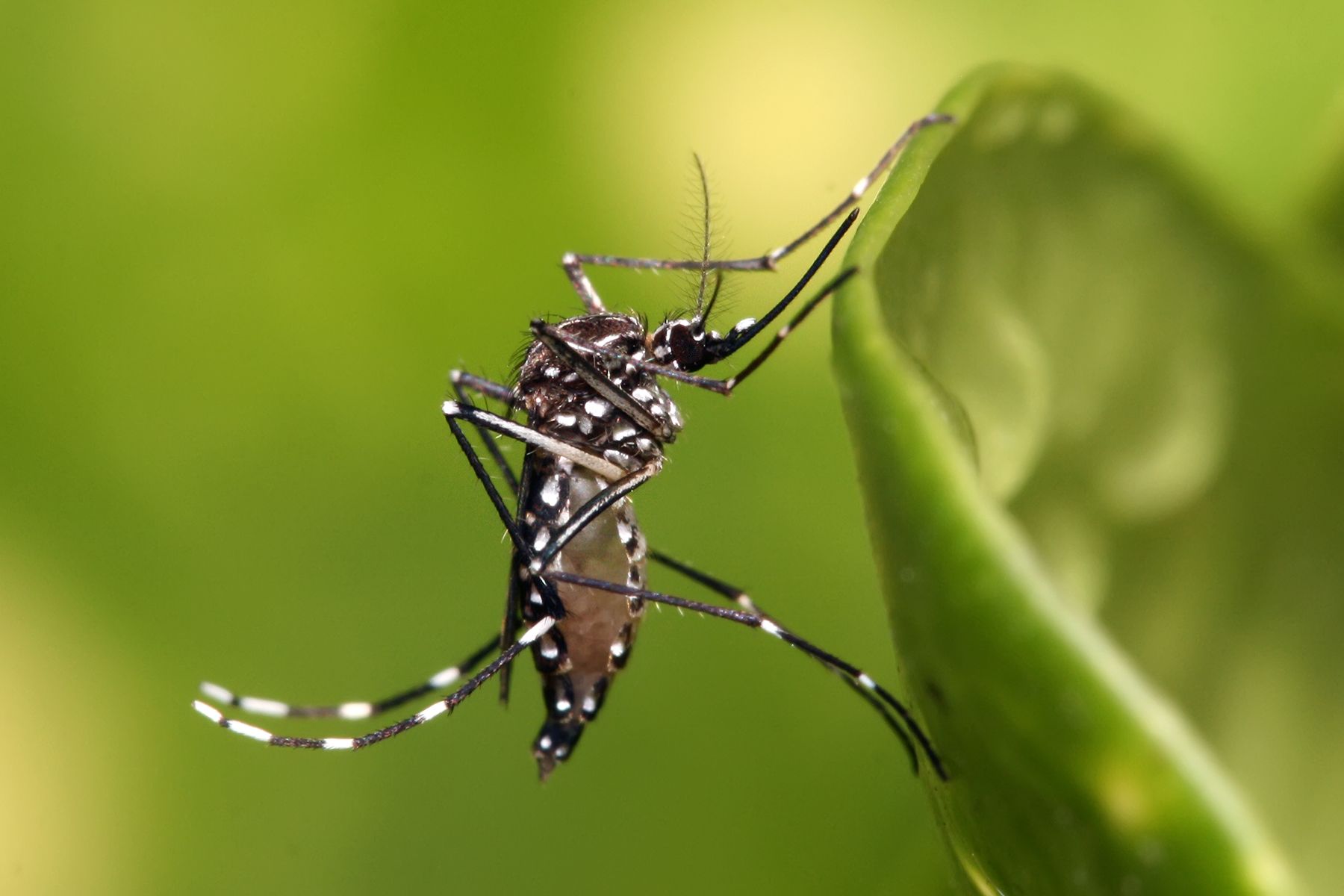1800x1200 Dengue spreads to Broward County; 10 people in FL have gotten sick this year • Florida Phoenix