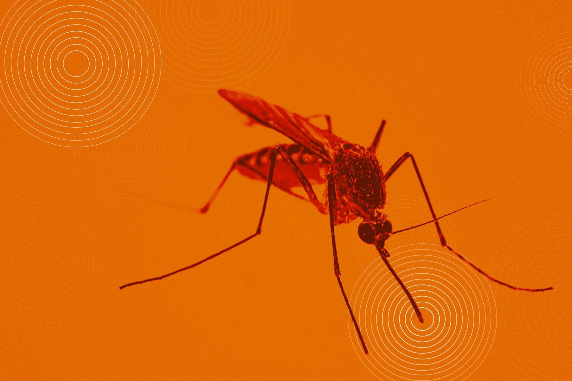 2000x1334 Deadly dengue virus hijacks mosquito saliva to spread sickness