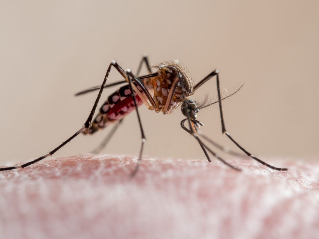 1024x768 What you need to know about the latest outbreak of dengue fever