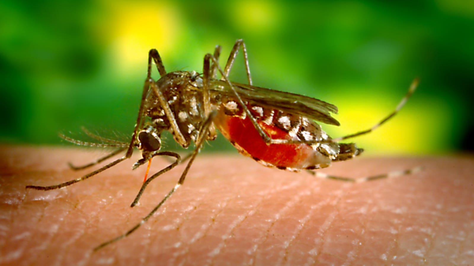 1600x900 Dengue Fever Outbreak In Brazil: What To Know About The 'Breakbone Fever' Virus Soaring Globally