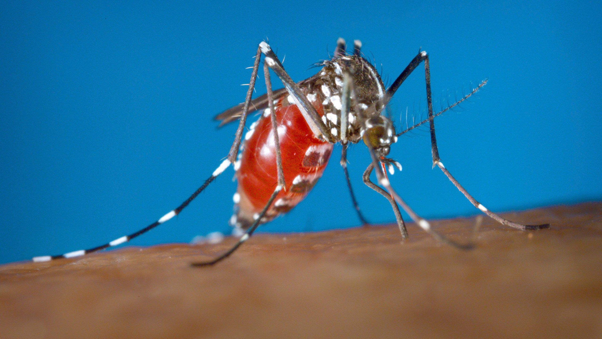 2560x1440 Health officials tell US doctors to be alert for dengue as cases ramp up worldwide. KRQE News 13