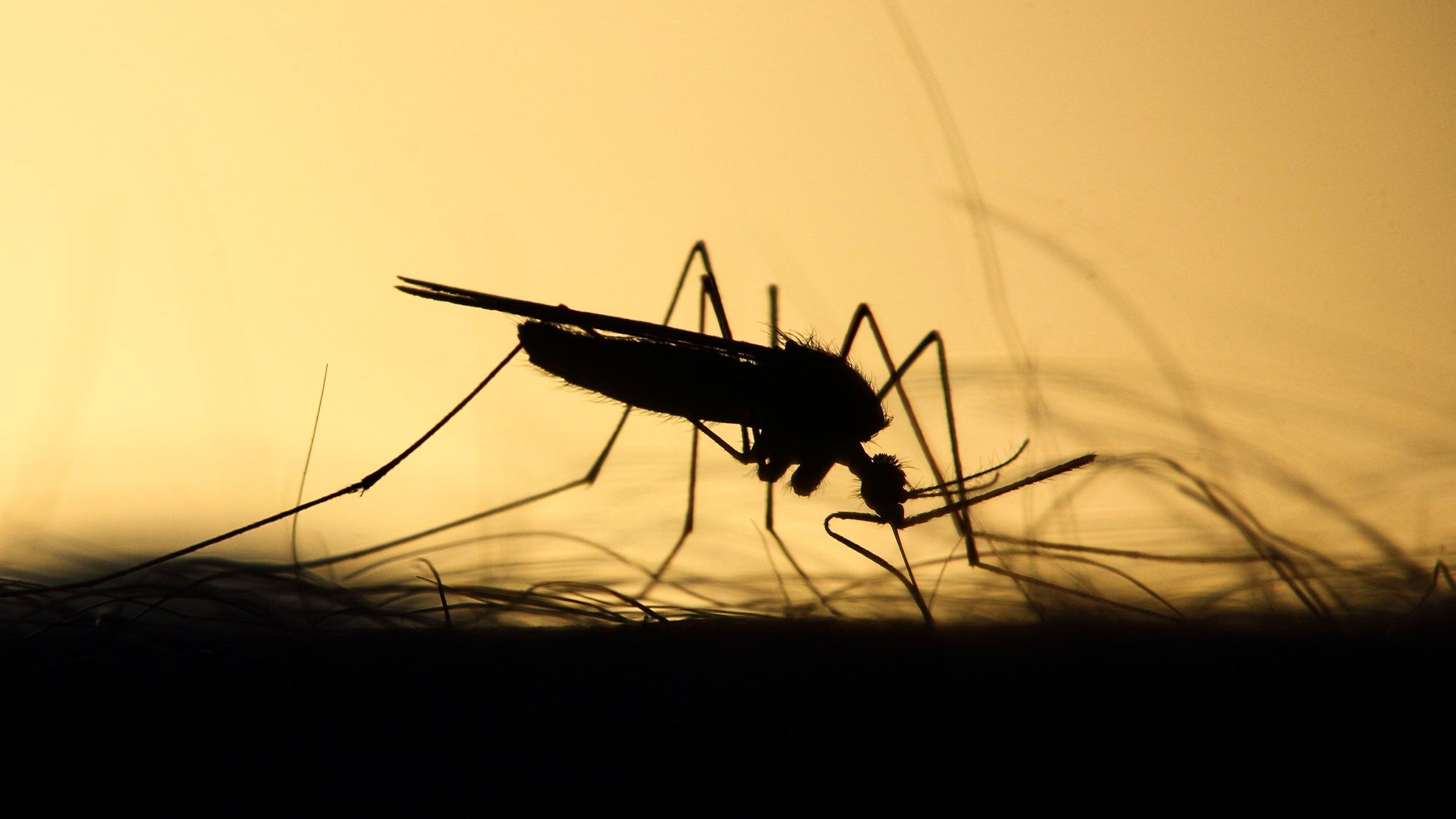 2480x1395 Dengue virus: Symptoms, treatment, and prevention for Dengue fever