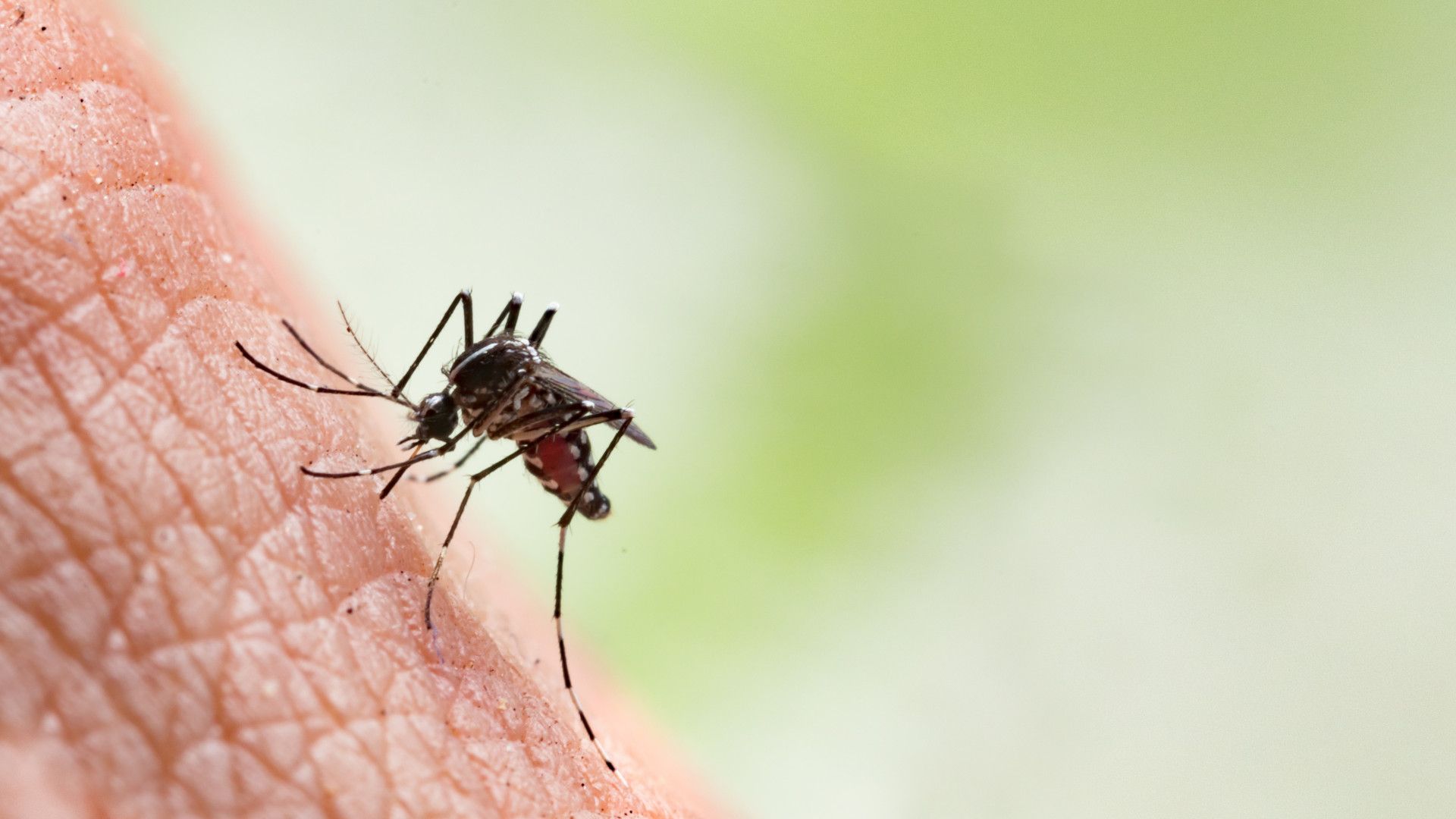 1920x1080 Protein from mosquitoes could help control dengue virus infection