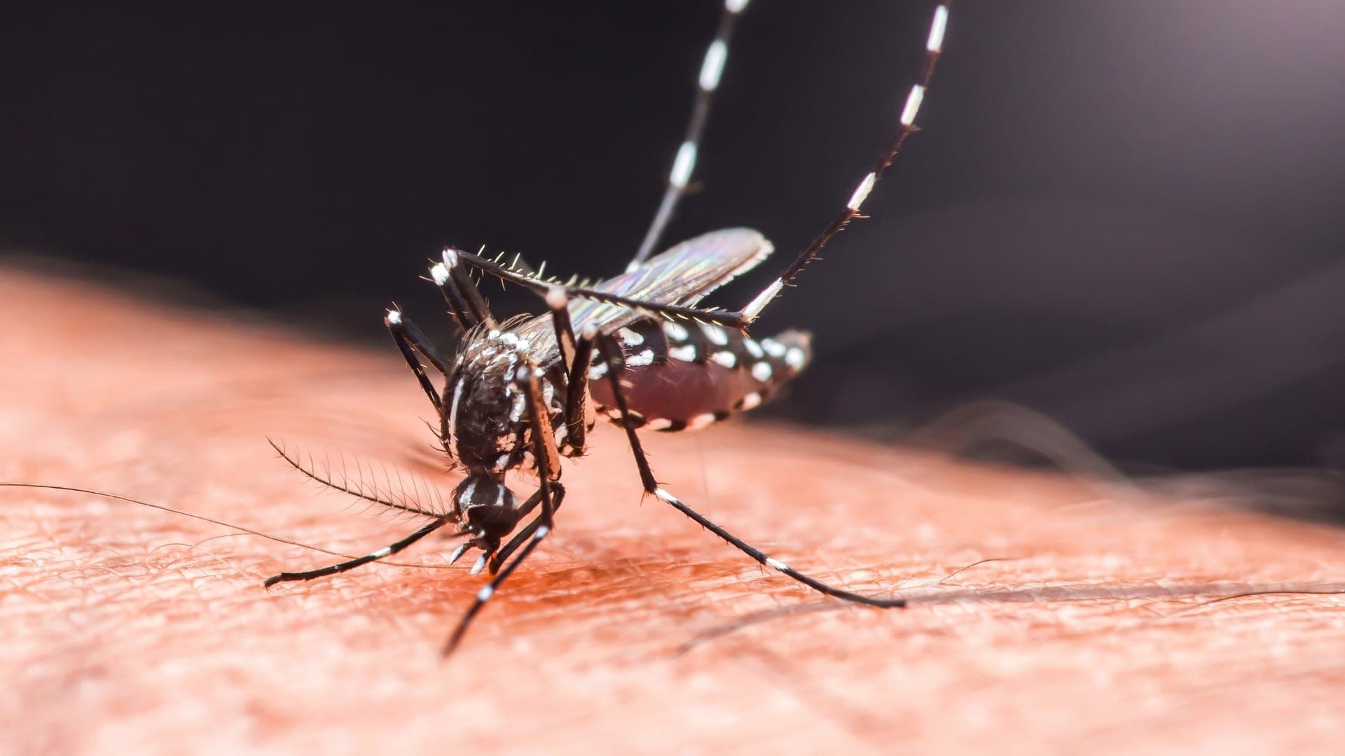 1920x1080 Dengue fever risk is rising in California as temperatures warm