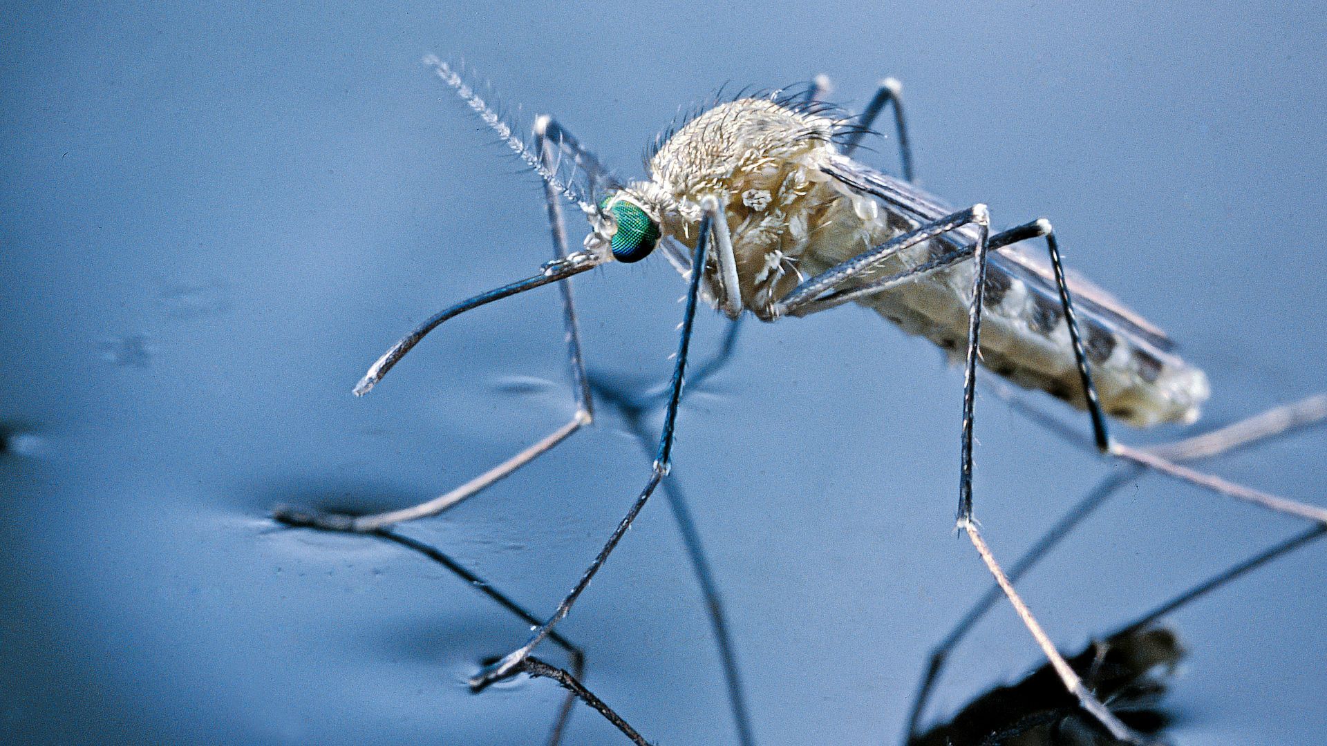 1920x1080 Watch: Dengue fever cases rise globally, new cases found in Florida