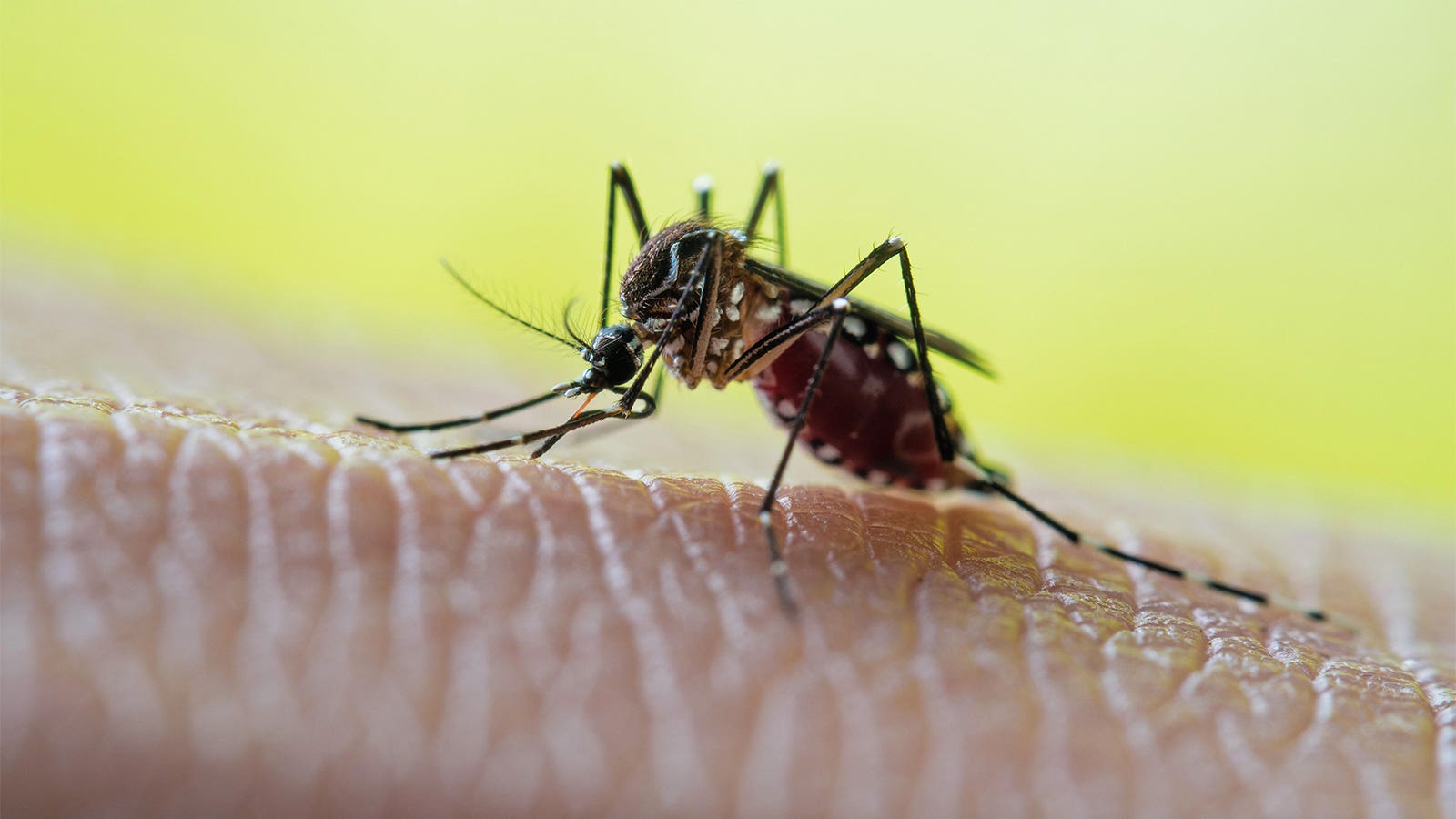 1600x900 Single Dose Dengue Vaccine Effective, Regardless Of Baseline Serostatus