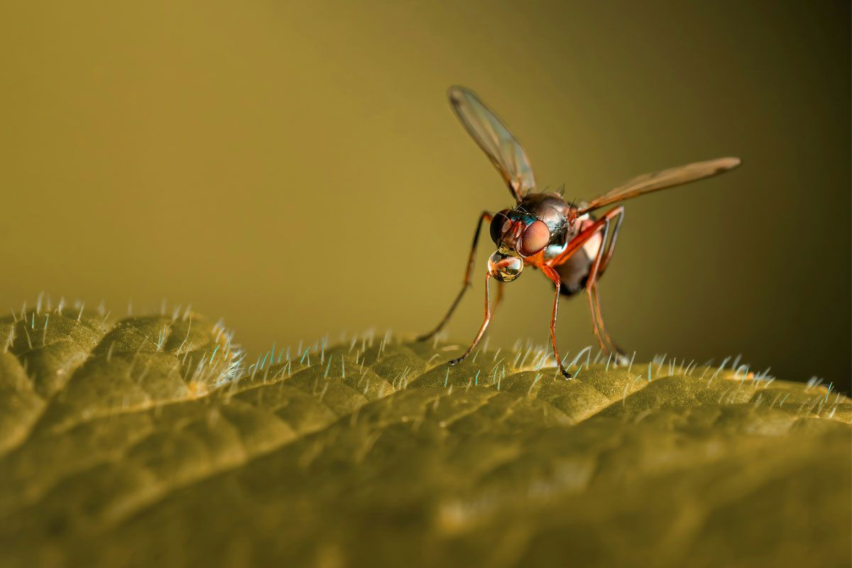 1200x800 Genetic ancestry linked to severity of dengue fever, study finds