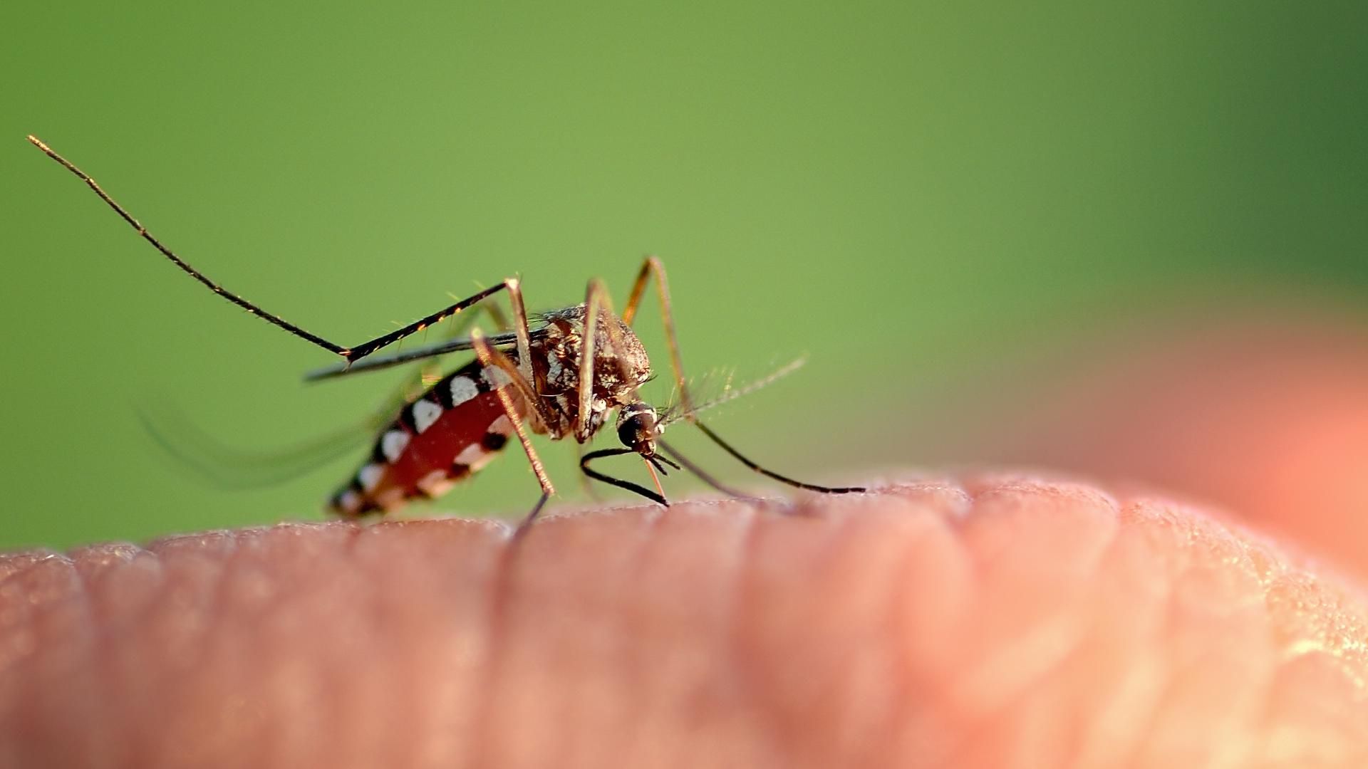 1920x1080 Dengue fever confirmed in North Carolina: What are the symptoms?