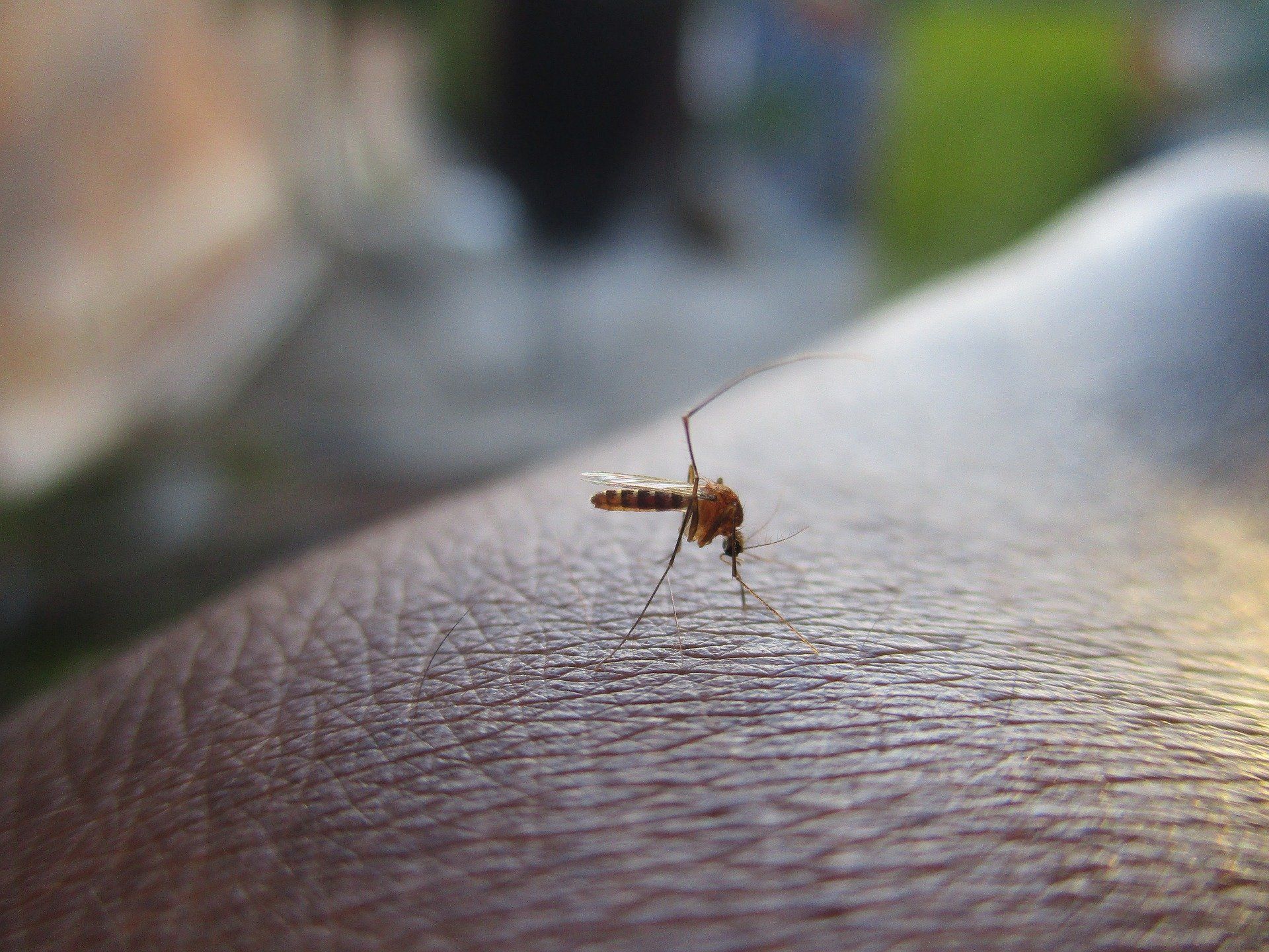 1920x1440 Wolbachia Infected Mosquitoes Can Lower Dengue Risk By 70%, Citywide Experiment Finds