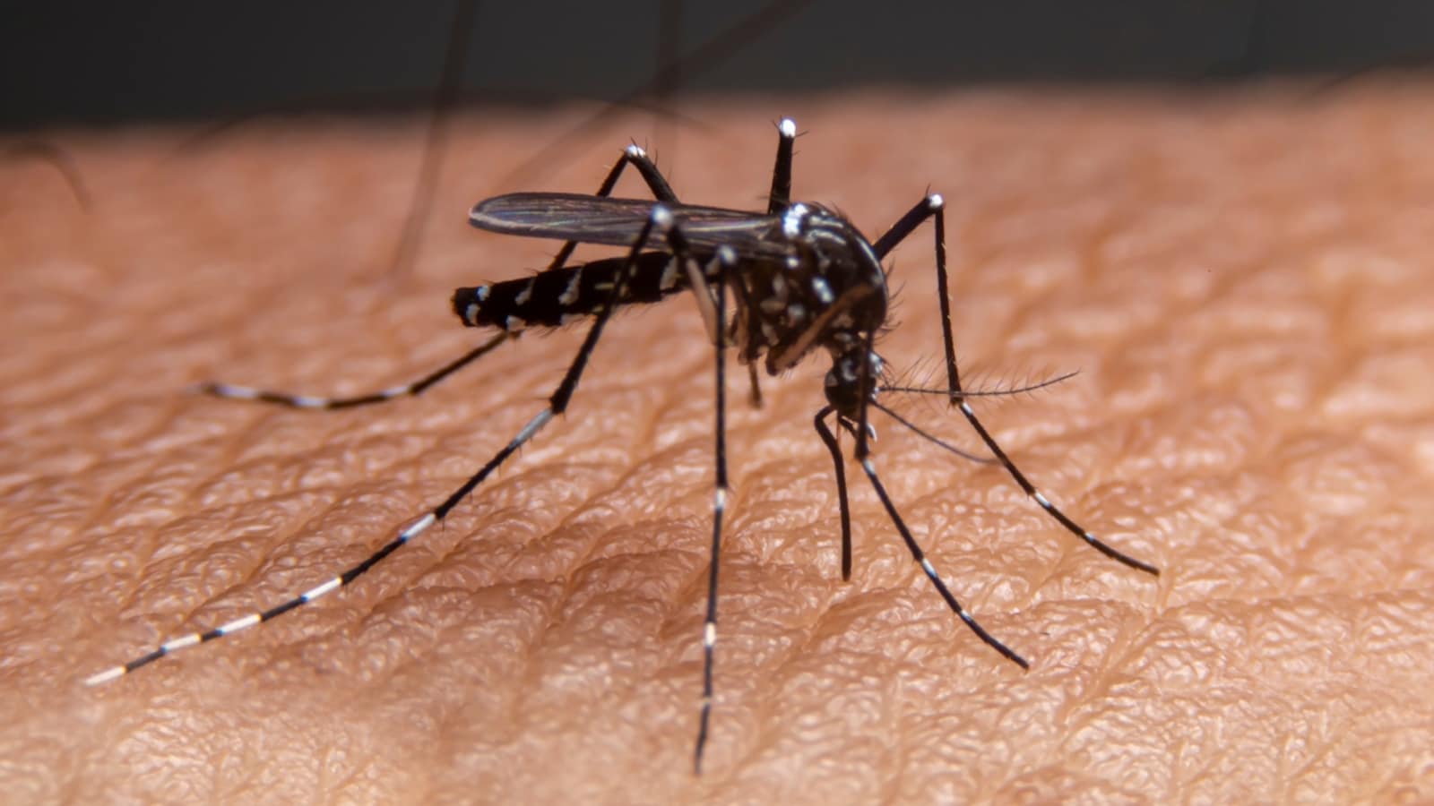 1600x900 Dengue symptoms: With cases on the rise, here's how to deal with this viral fever