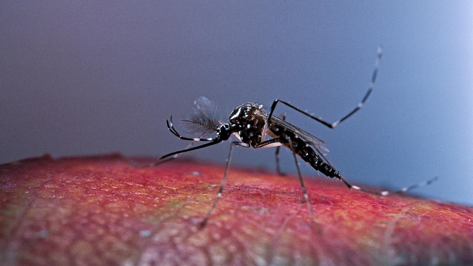 1600x900 Puerto Rico declares an emergency as cases of dengue fever spike