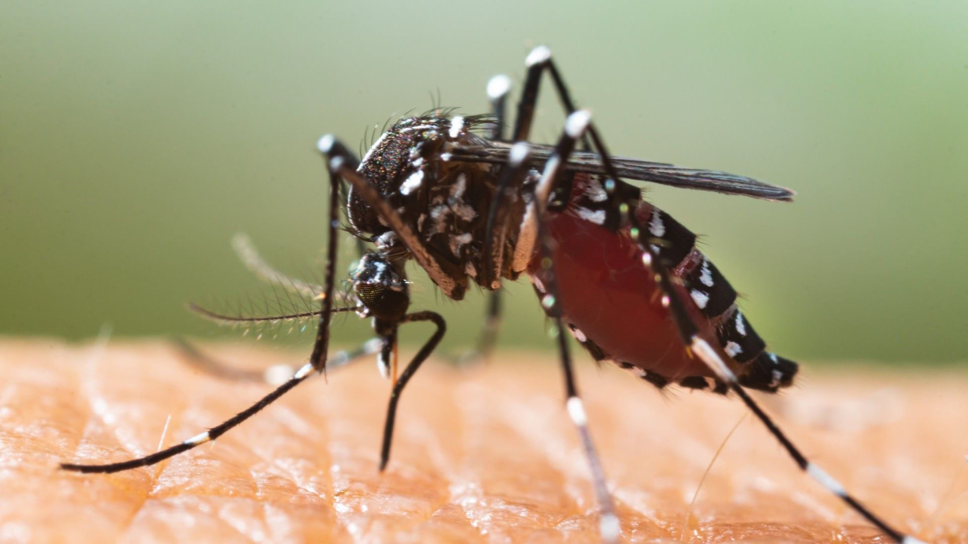 1920x1080 Americans face a higher risk of dengue this year, CDC warns