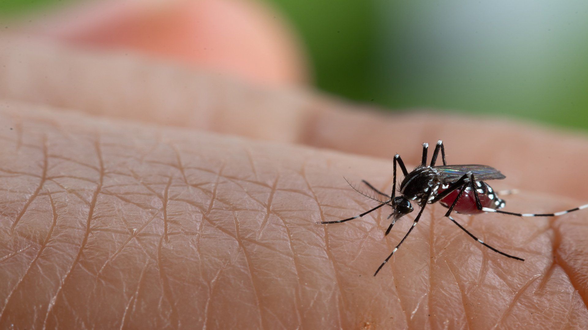 1920x1080 Researchers use radiation and bacteria to slash mosquito populations
