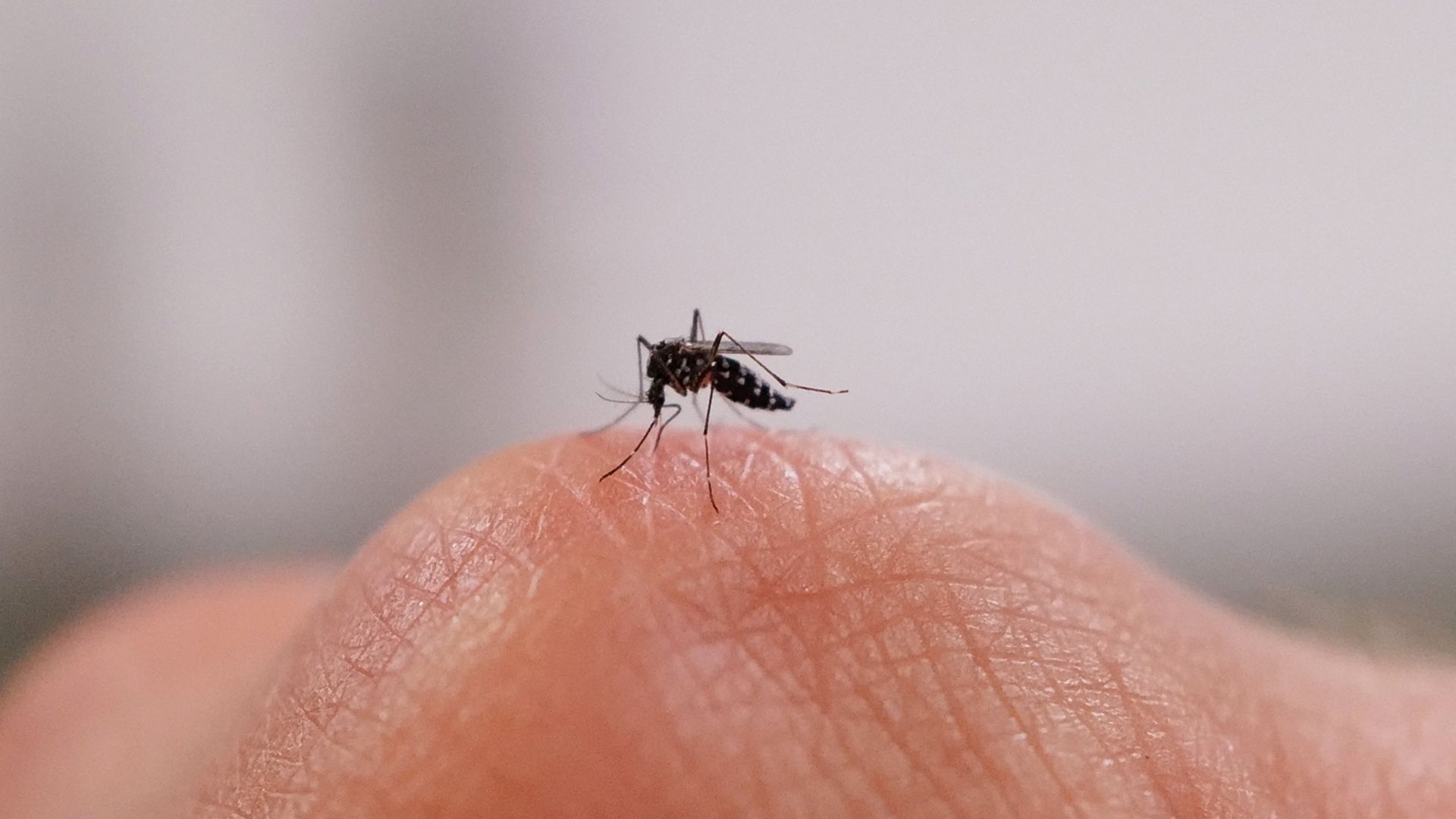 1920x1080 What the first local dengue case in Virginia means for Americans