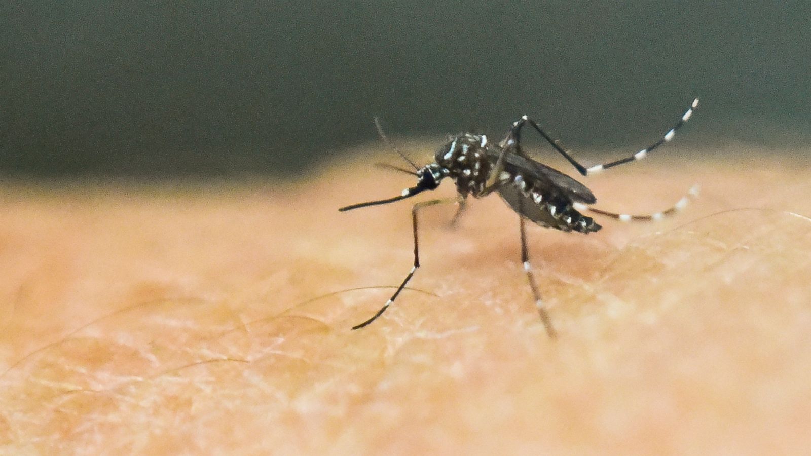 1600x900 more cases of locally acquired dengue reported in Florida as virus continues to spread: Officials