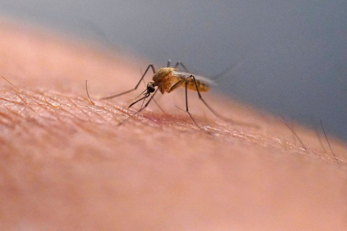 1200x800 Florida county confirms first case of locally acquired Dengue fever