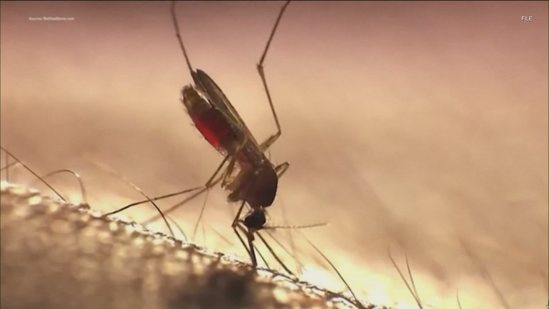 1920x1080 Multiple cases of dengue fever identified in Austin area