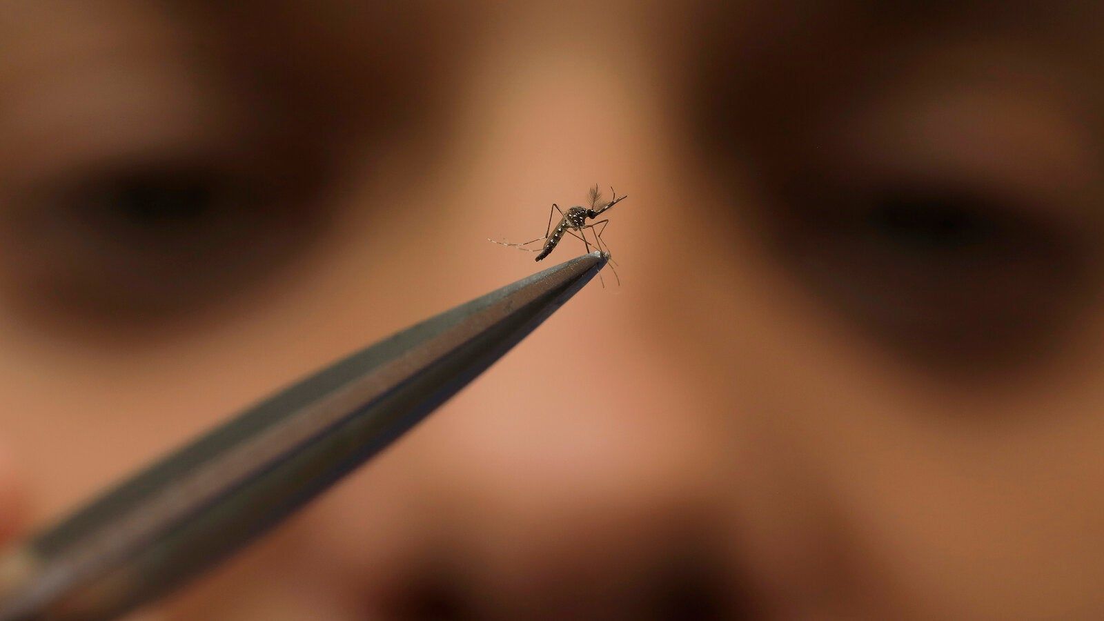 1600x900 C.D.C. Warns Doctors About Dengue as Virus Spreads to New Regions
