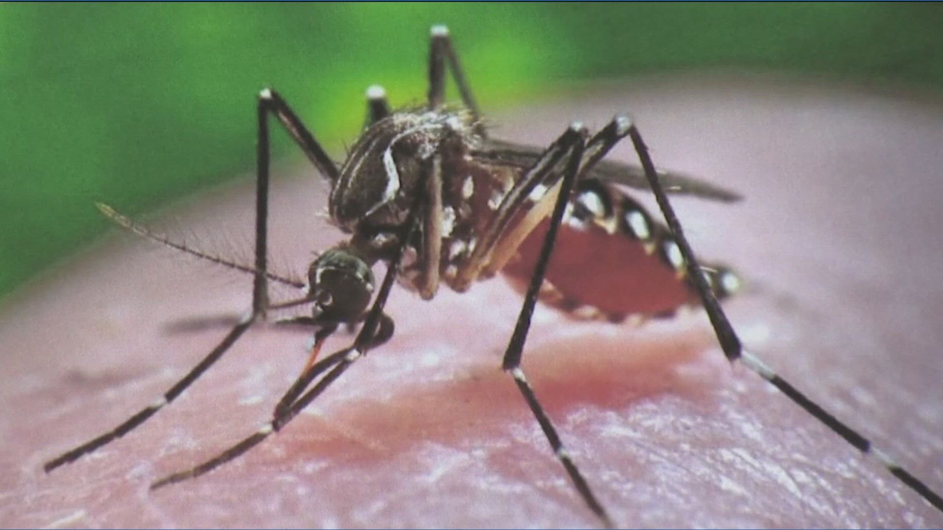 1920x1080 First locally acquired dengue case reported in San Diego County