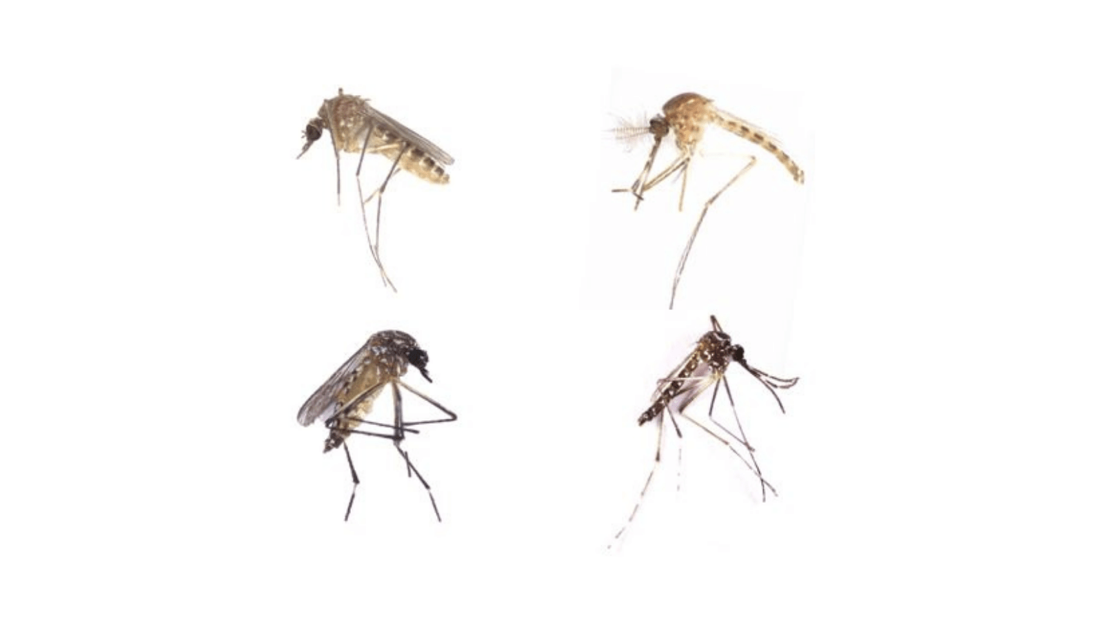 1600x900 Predicting Climatic Risk of Dengue Spread in Urban Landscapes