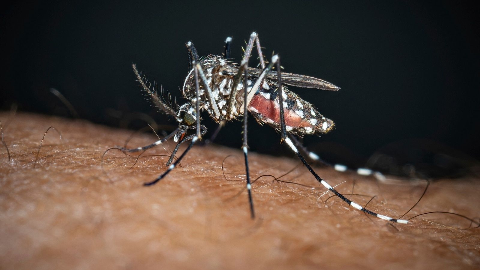 1600x900 Dengue fever cases rise to 800 in US amid 2 new infections in Los Angeles: CDC