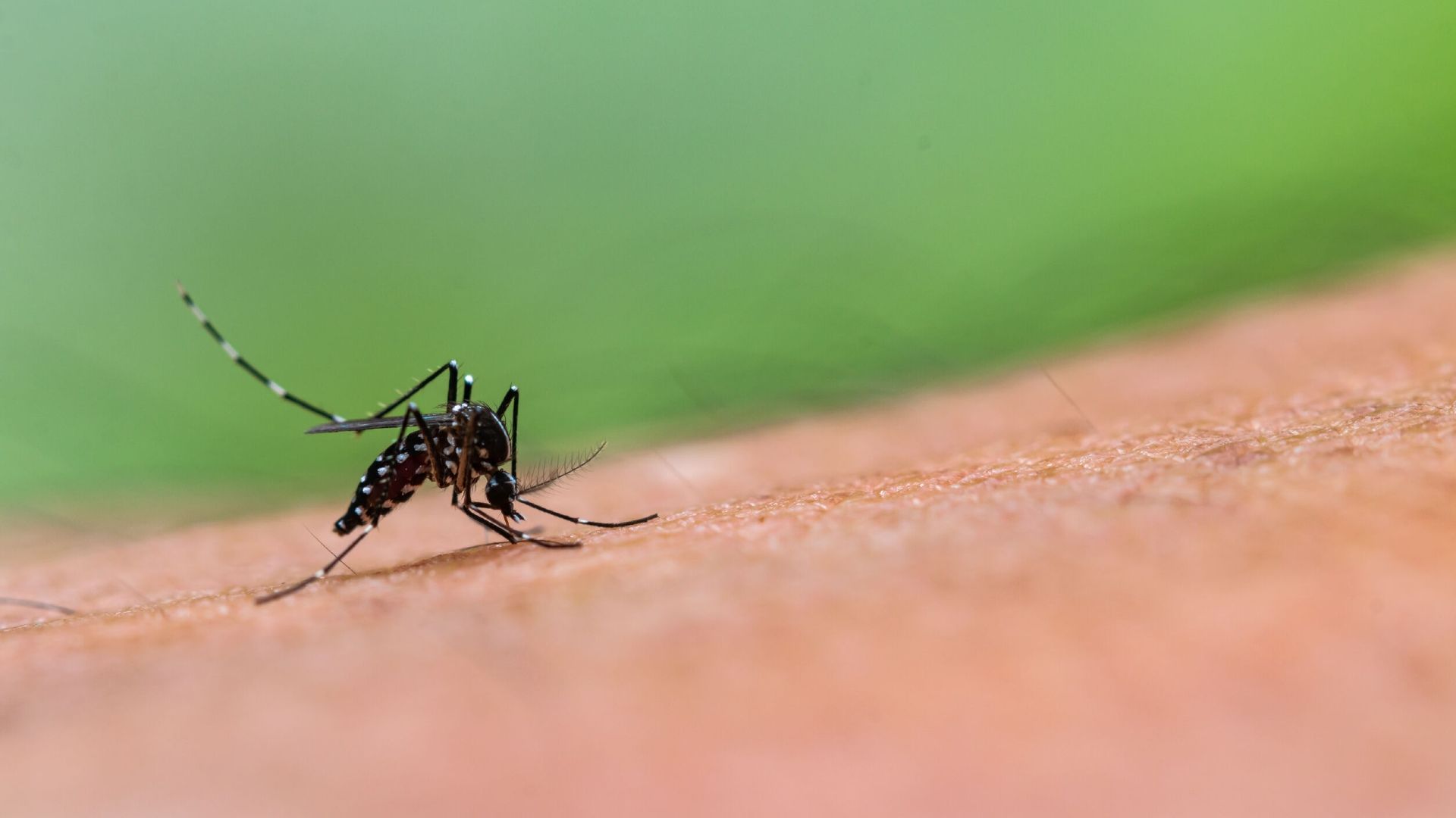 1920x1080 As NEA's Dengue Busting Project Expands, Here Are Some Dengue Myths Debunked