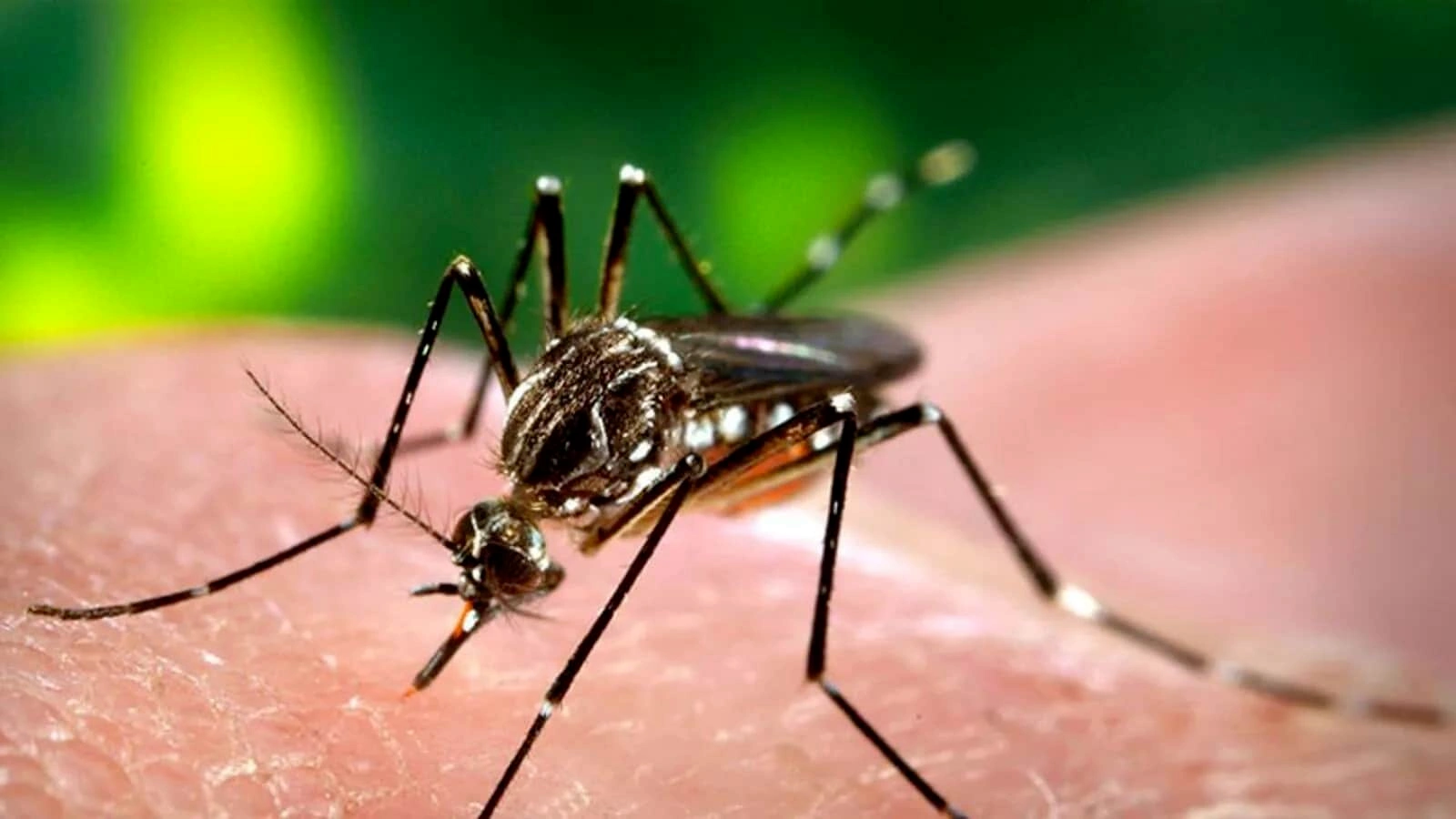 1600x900 Be Safe from Dengue