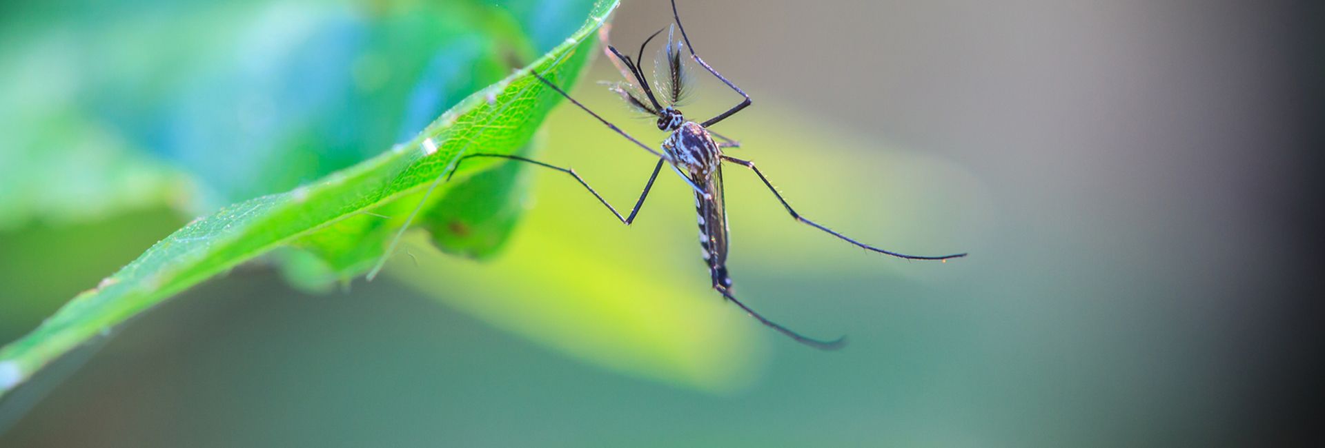 1920x650 Battling Vector Borne Diseases Of Miami Special Report: Climate Change