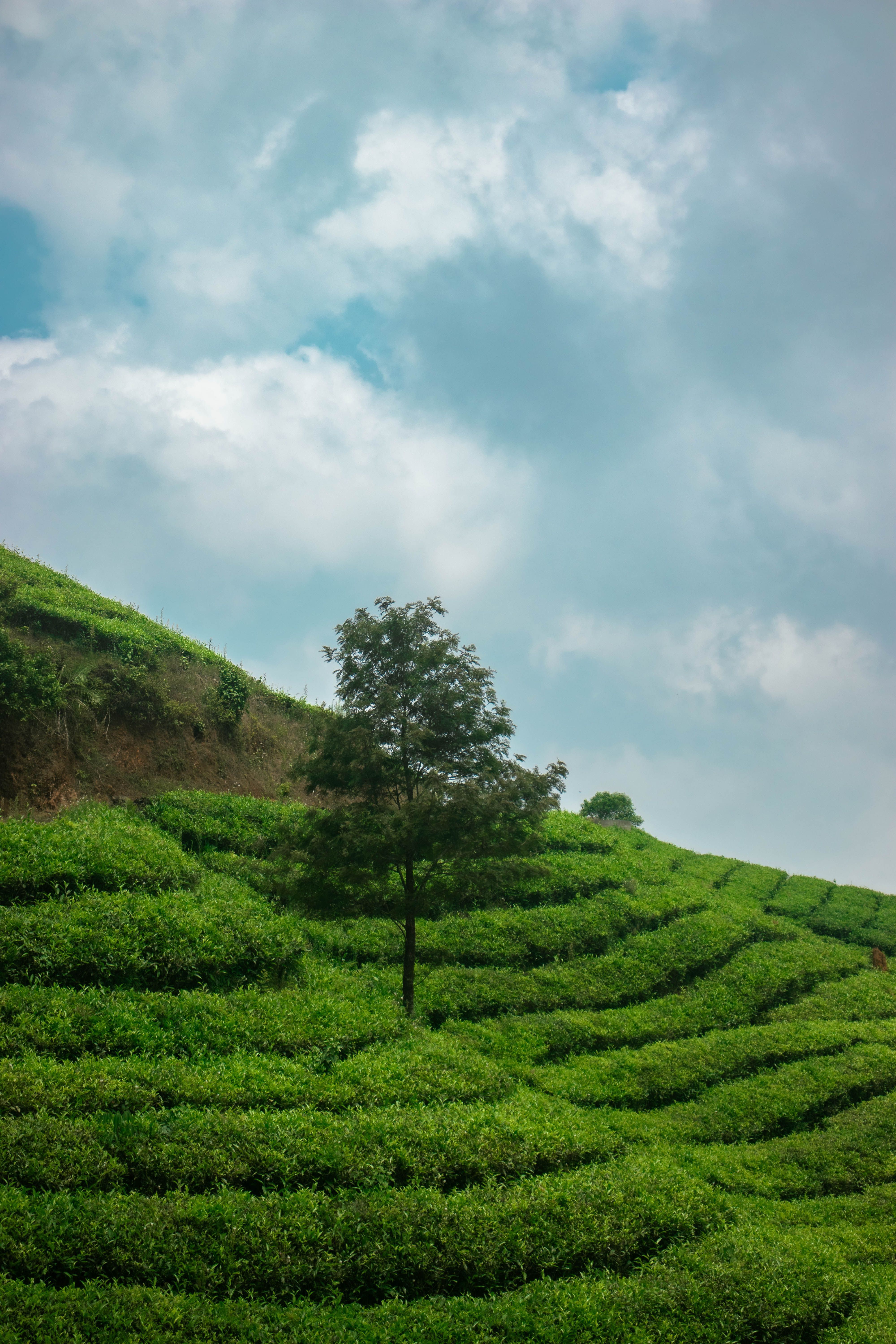 4000x6000 Lush Tea Plantations in Vagamon, Kerala · Free