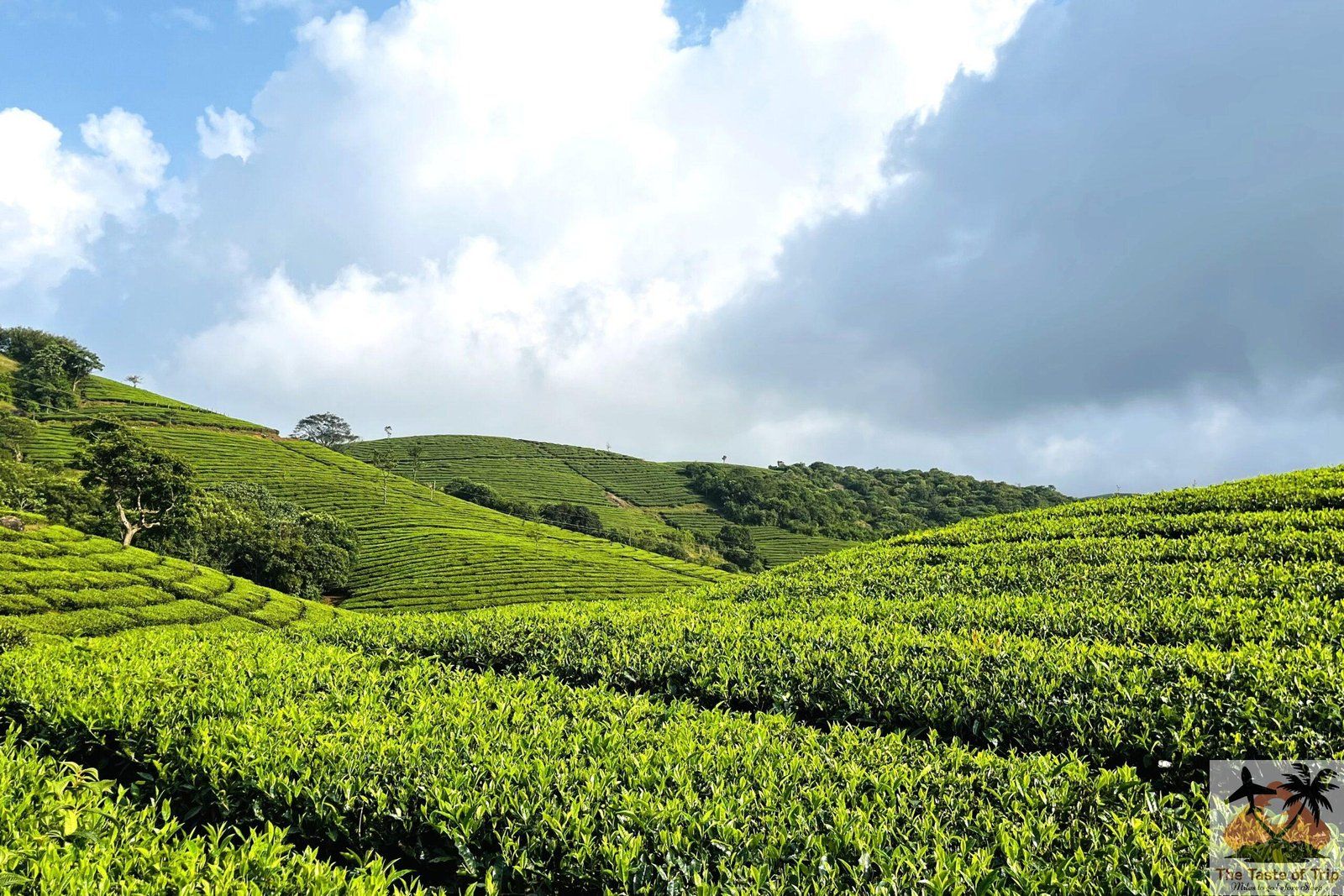 1600x1067 Trip to Vagamon Hidden Gem of Kerala Taste of Trip