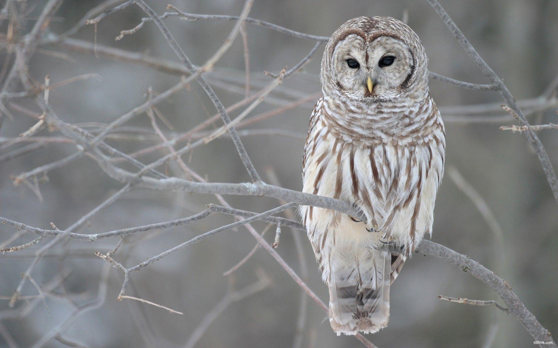 1920x1200 winter, birds, owls, branches wallpaper