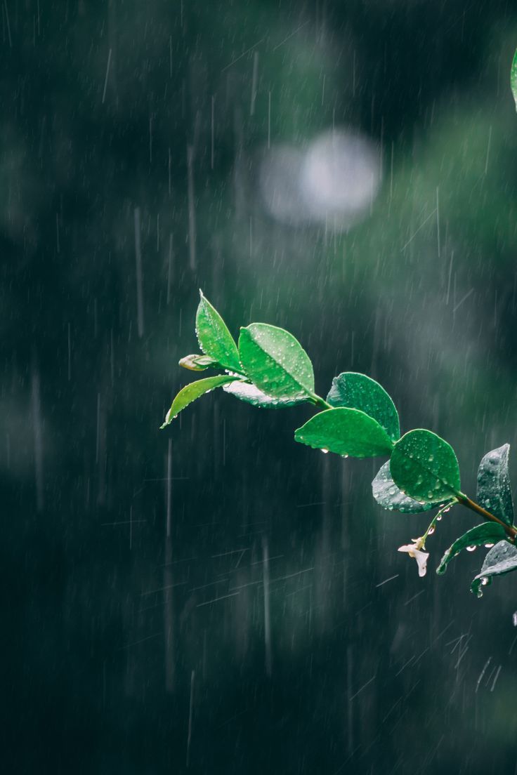736x1104 Rain Leaves Wallpaper