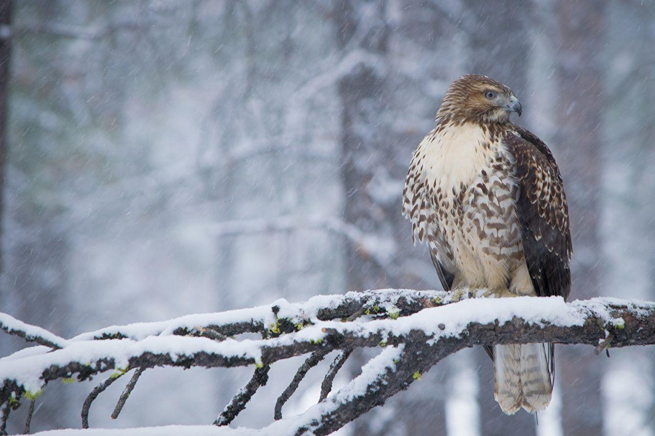 1280x853 Desktop Wallpaper Hawk Birds Red Tailed Hawk Winter Snow Branches