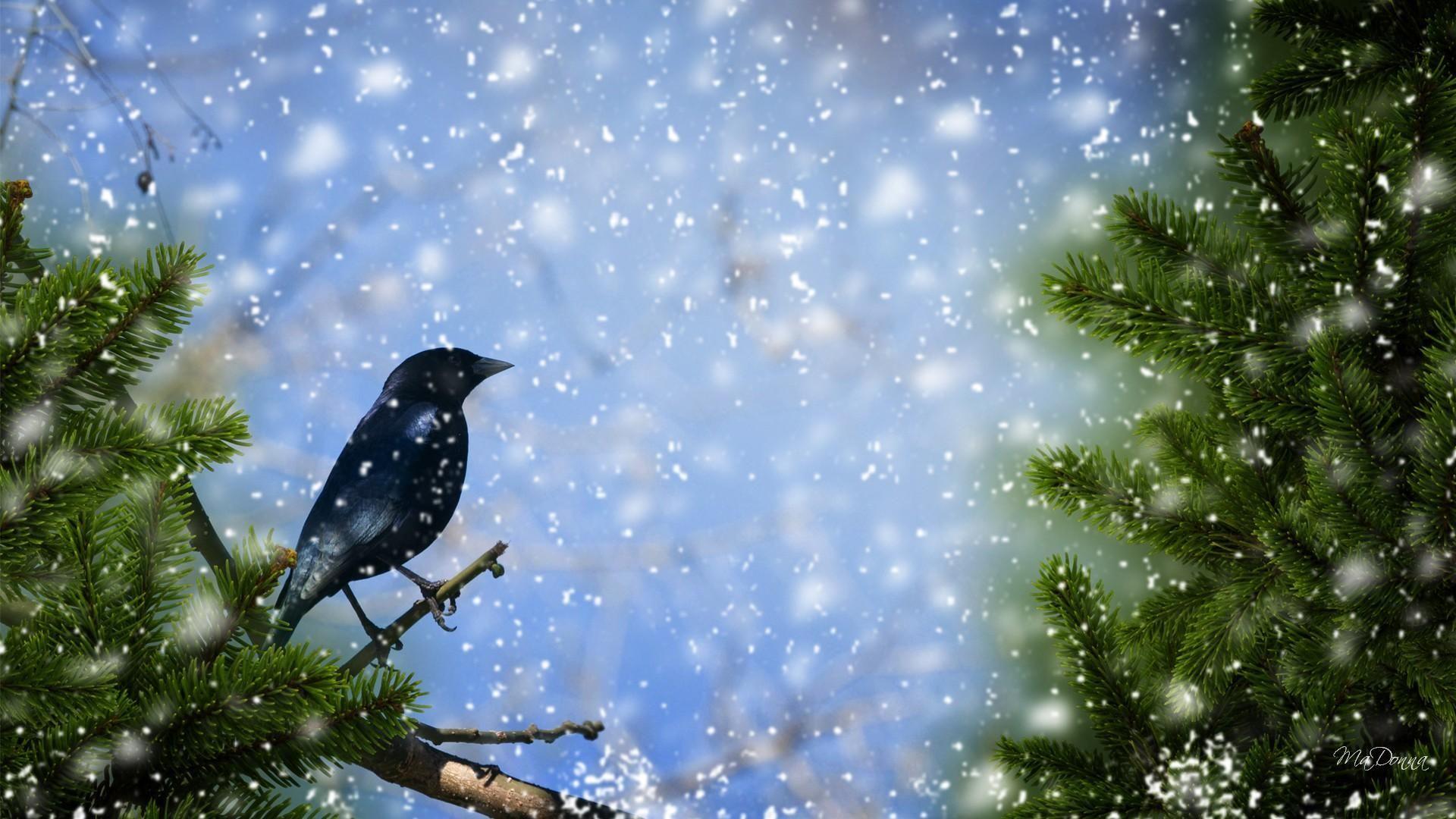 1920x1080 Winter Wallpaper HD Bird Birds In The Snow Wallpaper Picture. Winter wallpaper, Winter wallpaper hd, Wallpaper picture